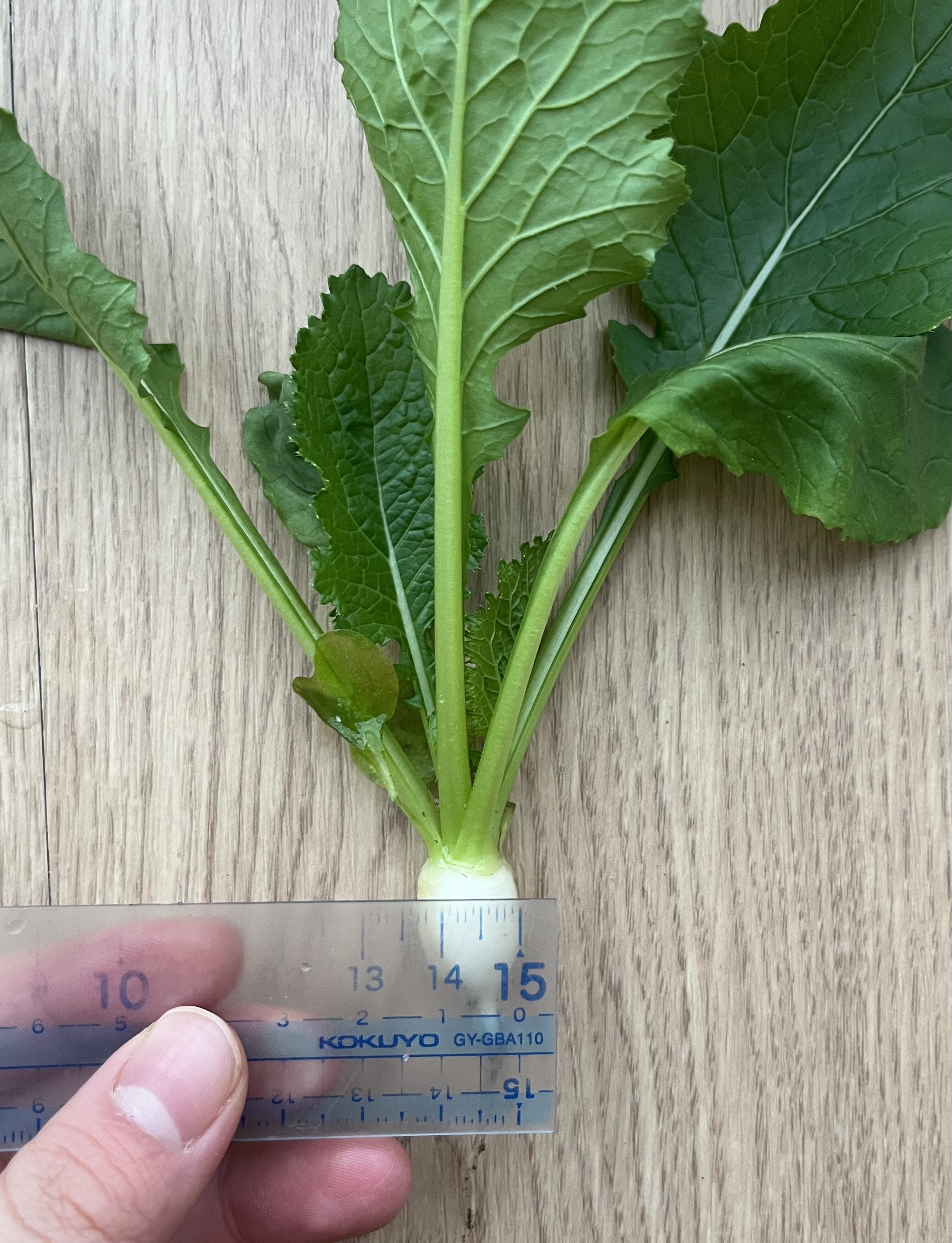 https://www.ige.tohoku.ac.jp/prg/watanabe/as-vegetable2024/2024/11/IMG_5333.jpg