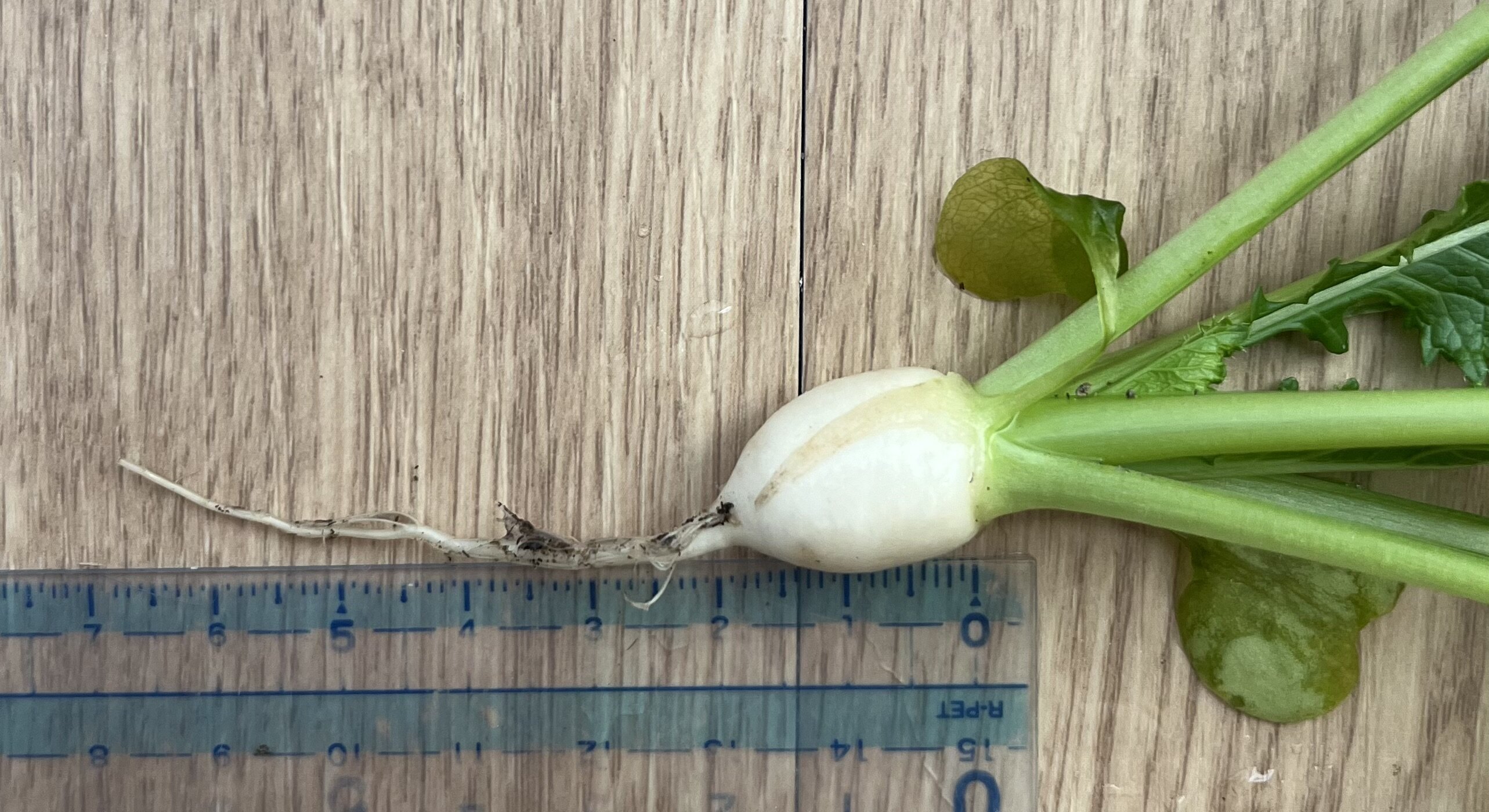 https://www.ige.tohoku.ac.jp/prg/watanabe/as-vegetable2024/2024/11/IMG_5346.jpg