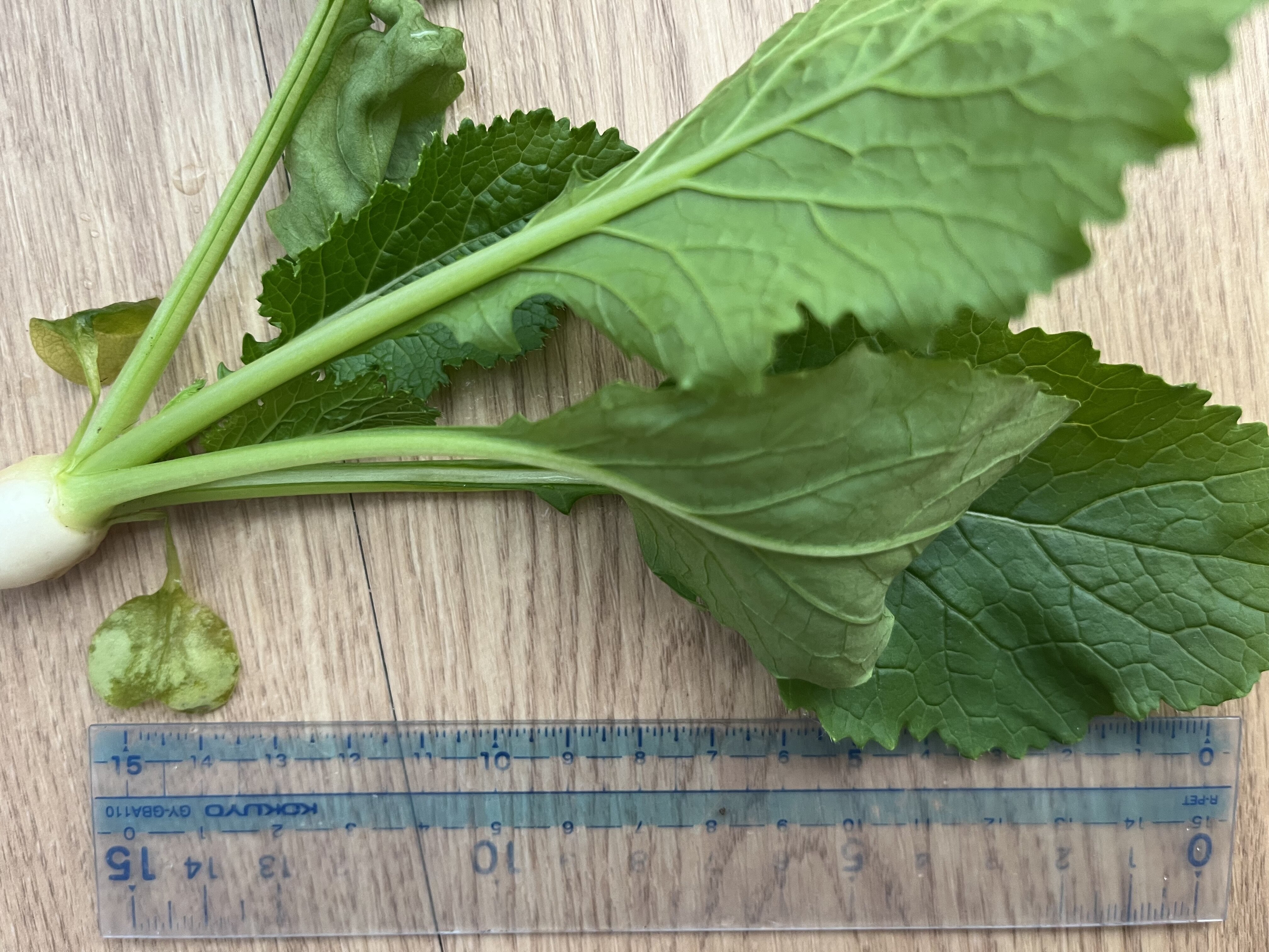 https://www.ige.tohoku.ac.jp/prg/watanabe/as-vegetable2024/2024/11/IMG_5348.jpg