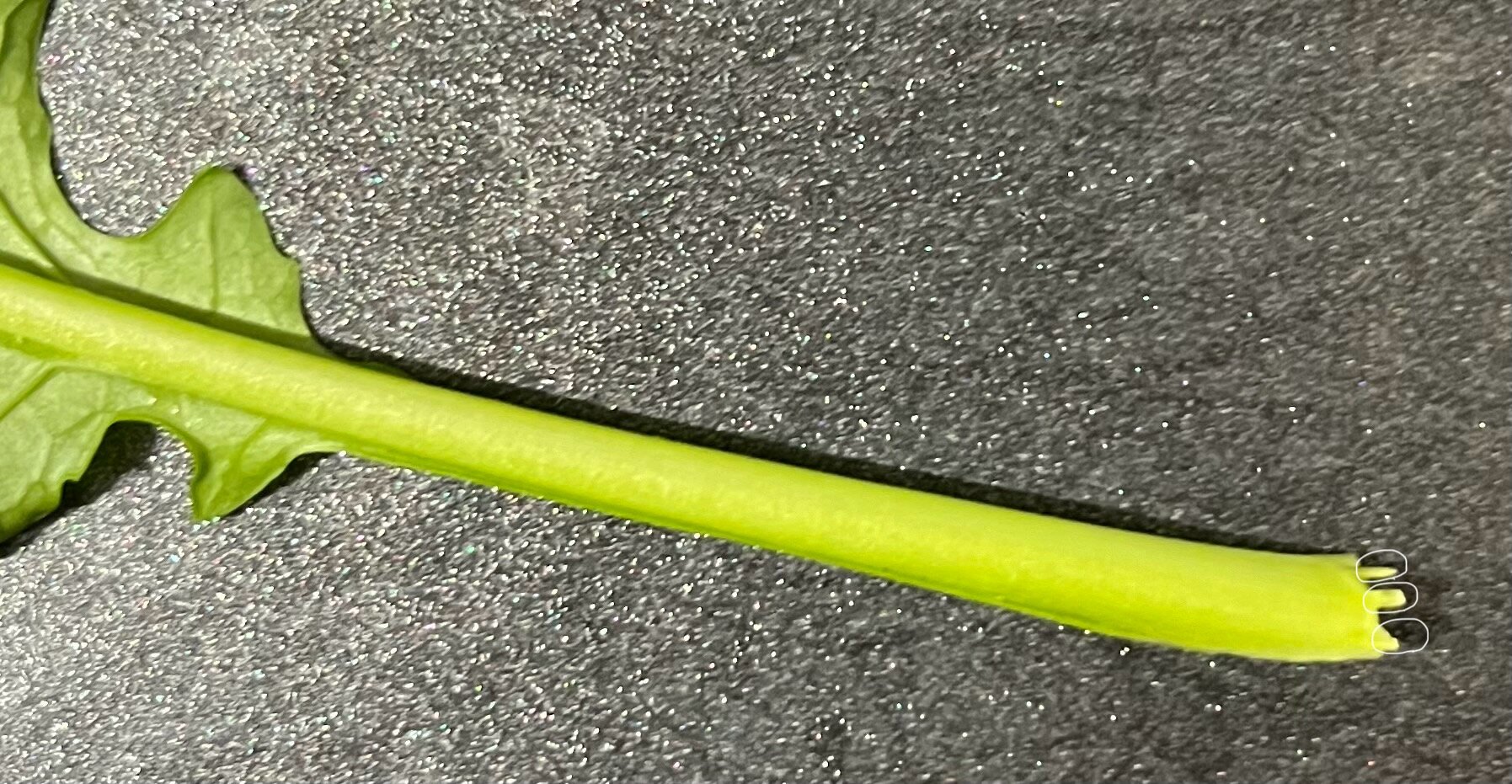 https://www.ige.tohoku.ac.jp/prg/watanabe/as-vegetable2024/2024/11/IMG_5353.jpg