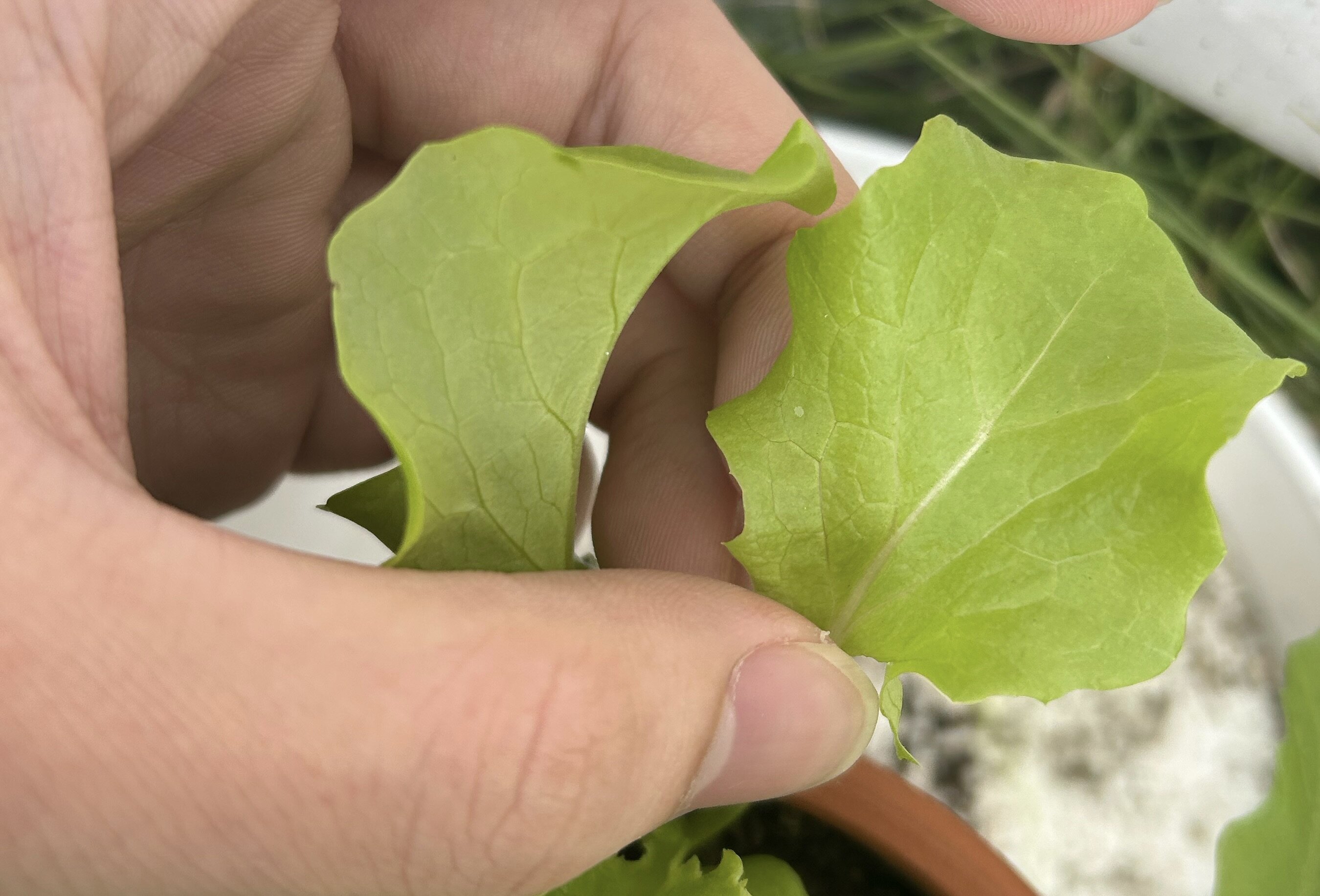 https://www.ige.tohoku.ac.jp/prg/watanabe/as-vegetable2024/2024/11/IMG_5761%202.JPG