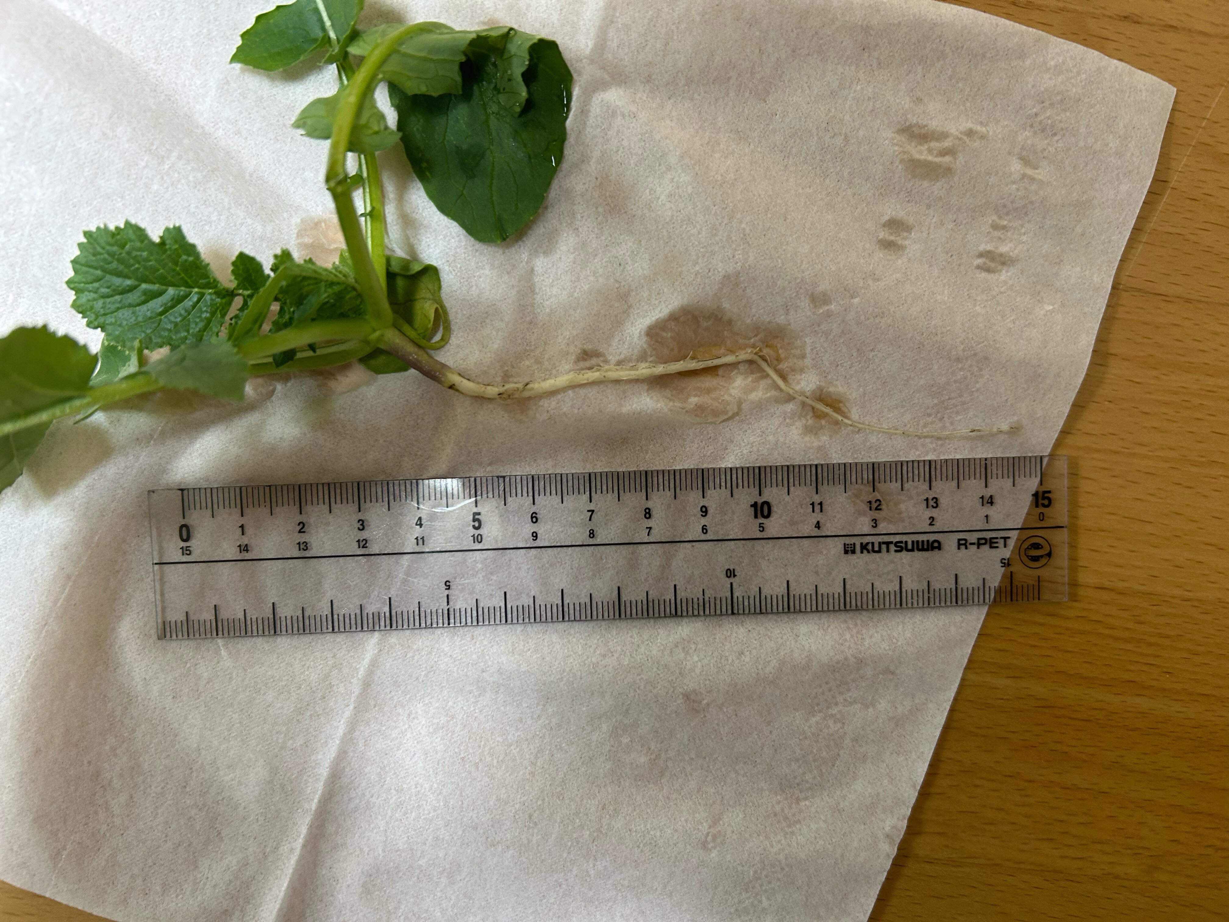 https://www.ige.tohoku.ac.jp/prg/watanabe/as-vegetable2024/2024/11/IMG_5764.JPG