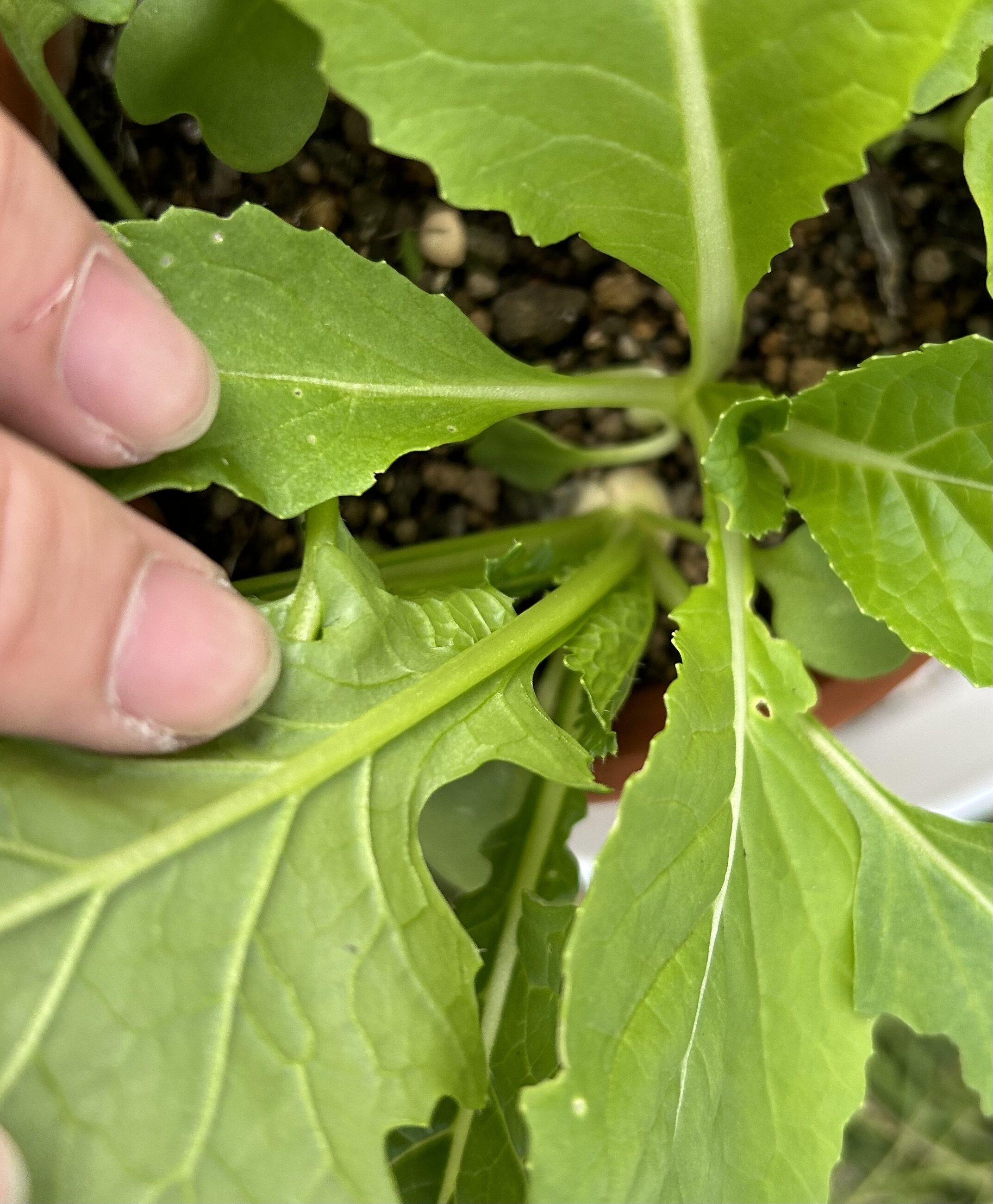 https://www.ige.tohoku.ac.jp/prg/watanabe/as-vegetable2024/2024/11/IMG_5766%202.jpeg