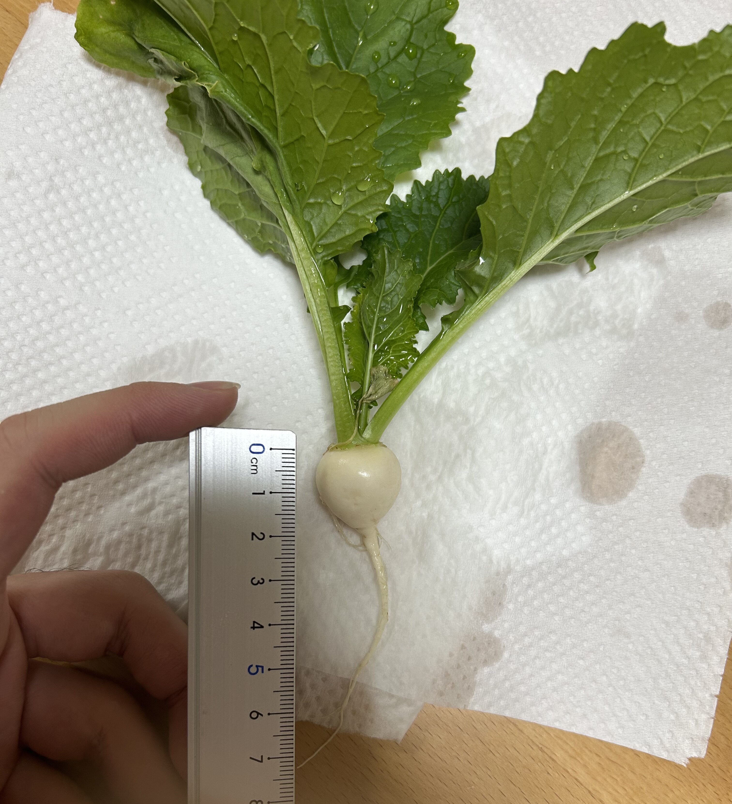 https://www.ige.tohoku.ac.jp/prg/watanabe/as-vegetable2024/2024/11/IMG_5851%202.jpeg