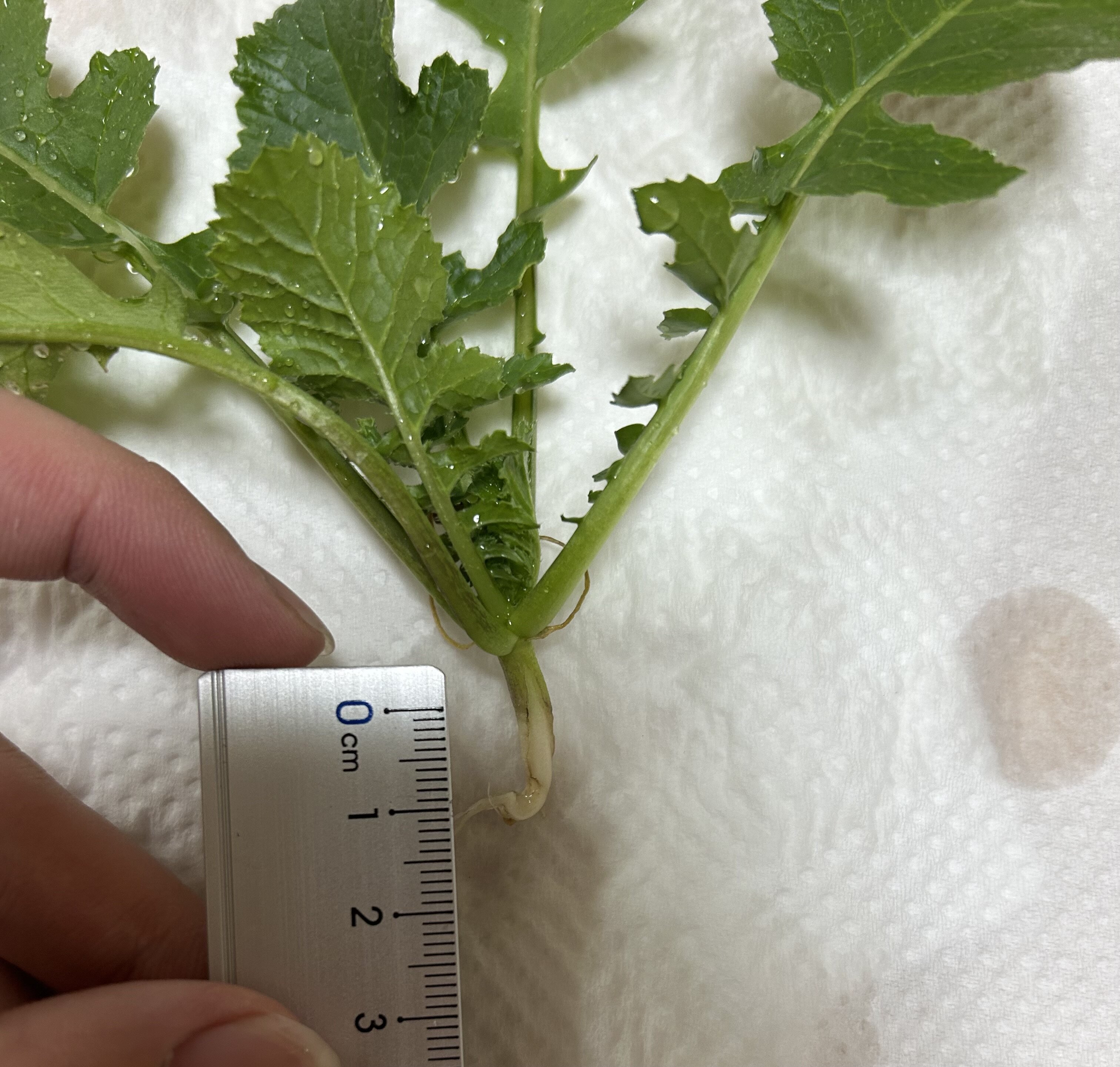https://www.ige.tohoku.ac.jp/prg/watanabe/as-vegetable2024/2024/11/IMG_5855%202.jpeg