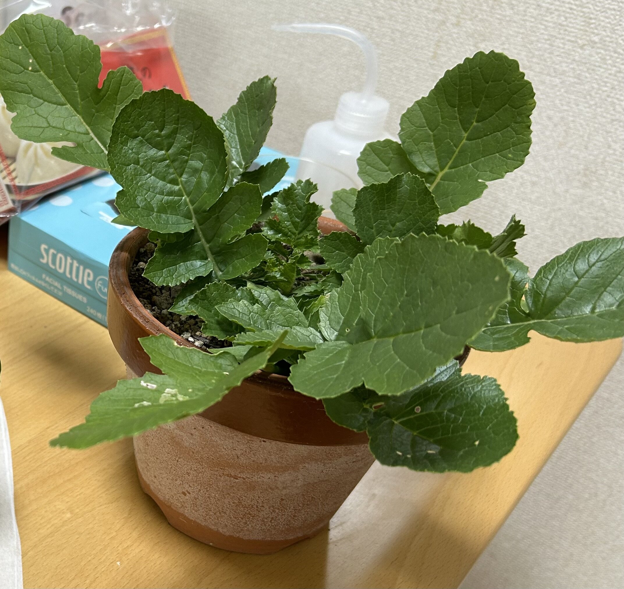 https://www.ige.tohoku.ac.jp/prg/watanabe/as-vegetable2024/2024/11/IMG_5861%202.jpeg