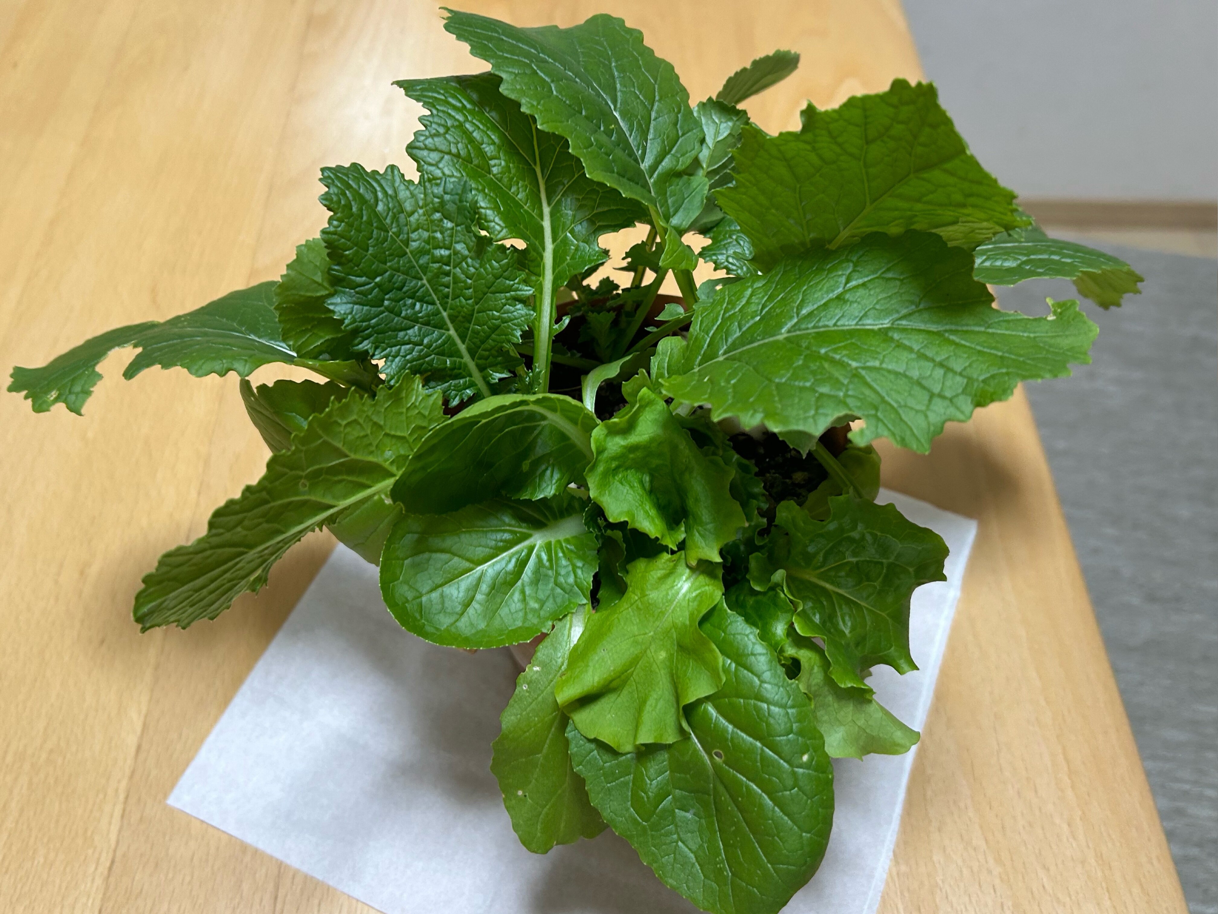 https://www.ige.tohoku.ac.jp/prg/watanabe/as-vegetable2024/2024/11/IMG_5869.jpg