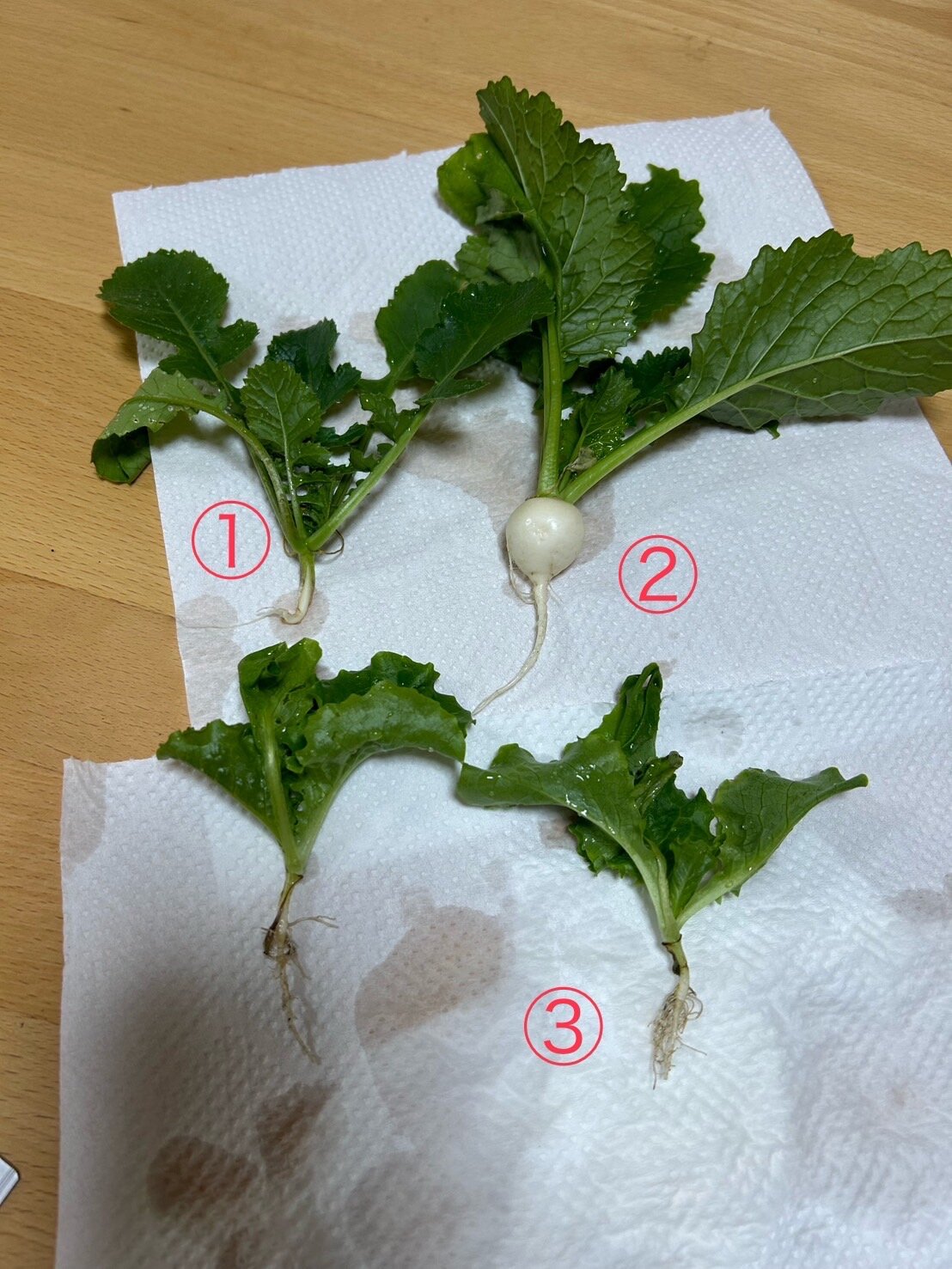 https://www.ige.tohoku.ac.jp/prg/watanabe/as-vegetable2024/2024/11/IMG_5871.JPG