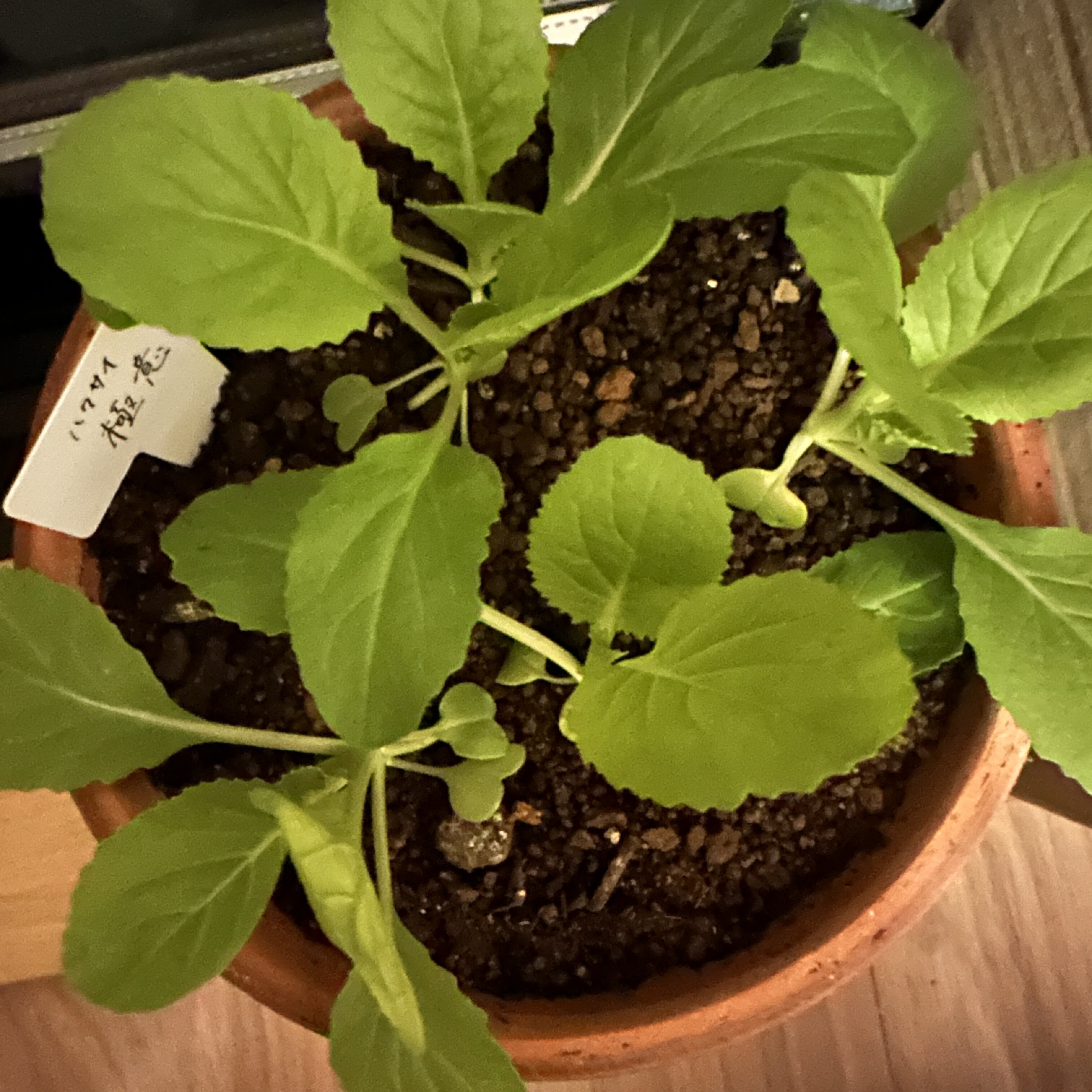 https://www.ige.tohoku.ac.jp/prg/watanabe/as-vegetable2024/2024/11/IMG_9318.jpg