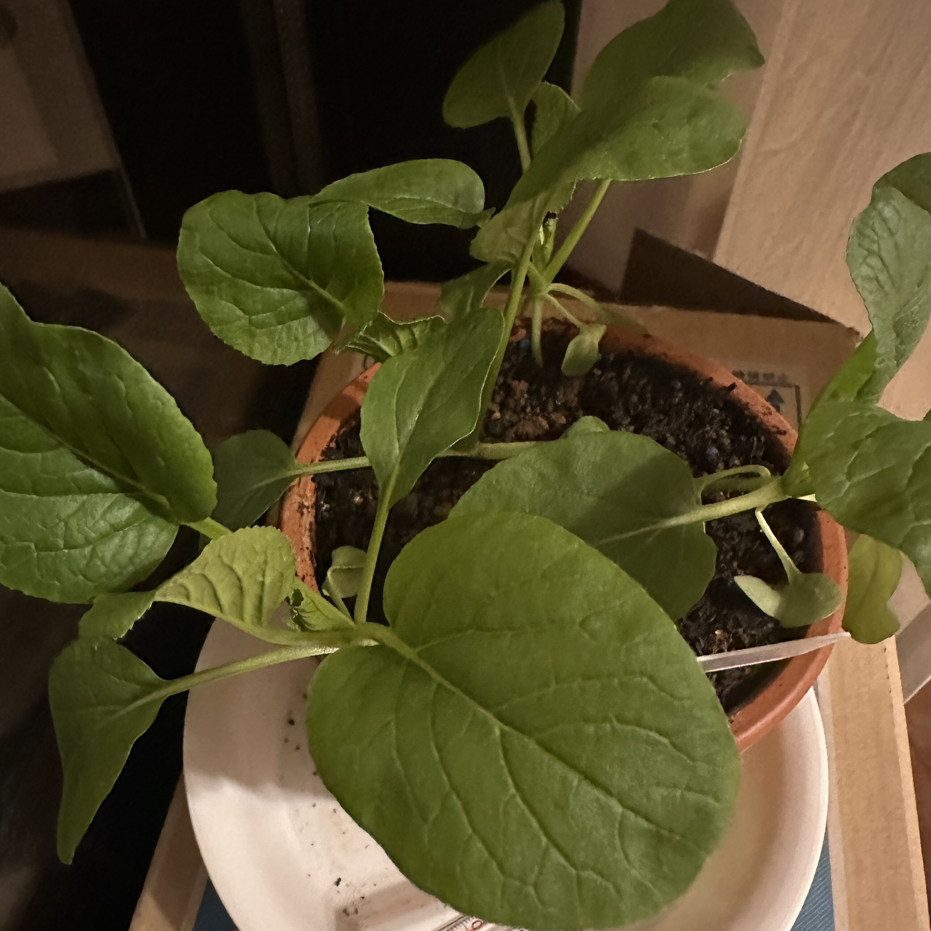https://www.ige.tohoku.ac.jp/prg/watanabe/as-vegetable2024/2024/11/IMG_9321.jpg