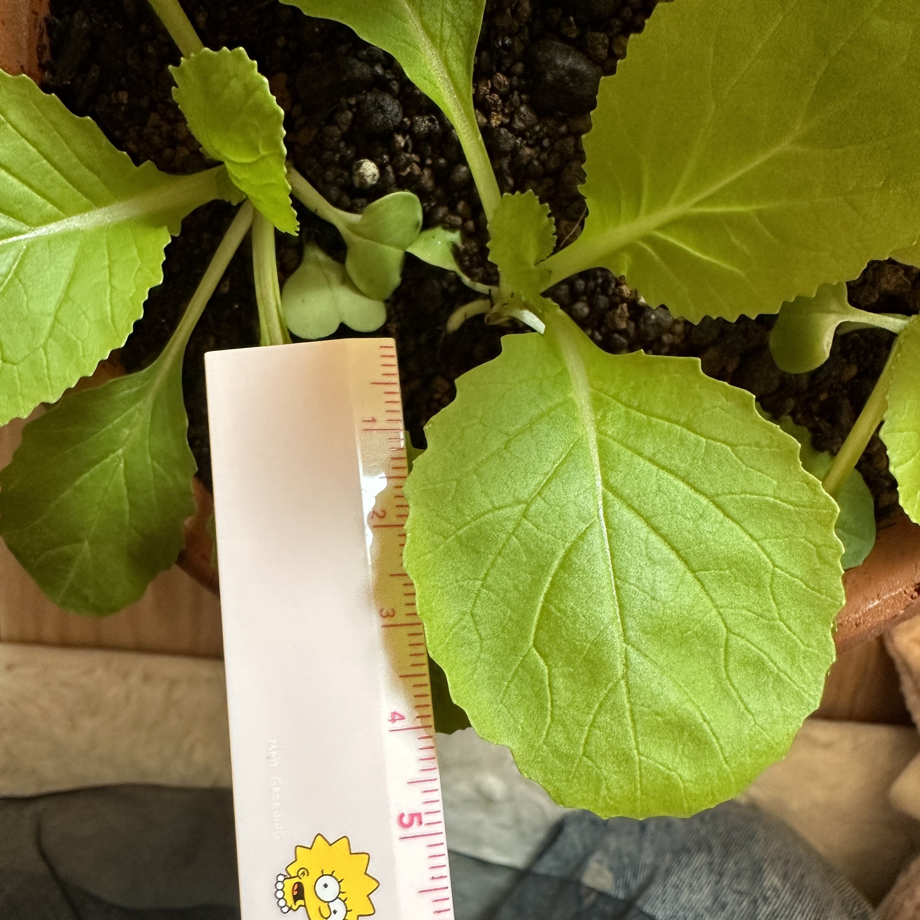 https://www.ige.tohoku.ac.jp/prg/watanabe/as-vegetable2024/2024/11/IMG_9326.jpg