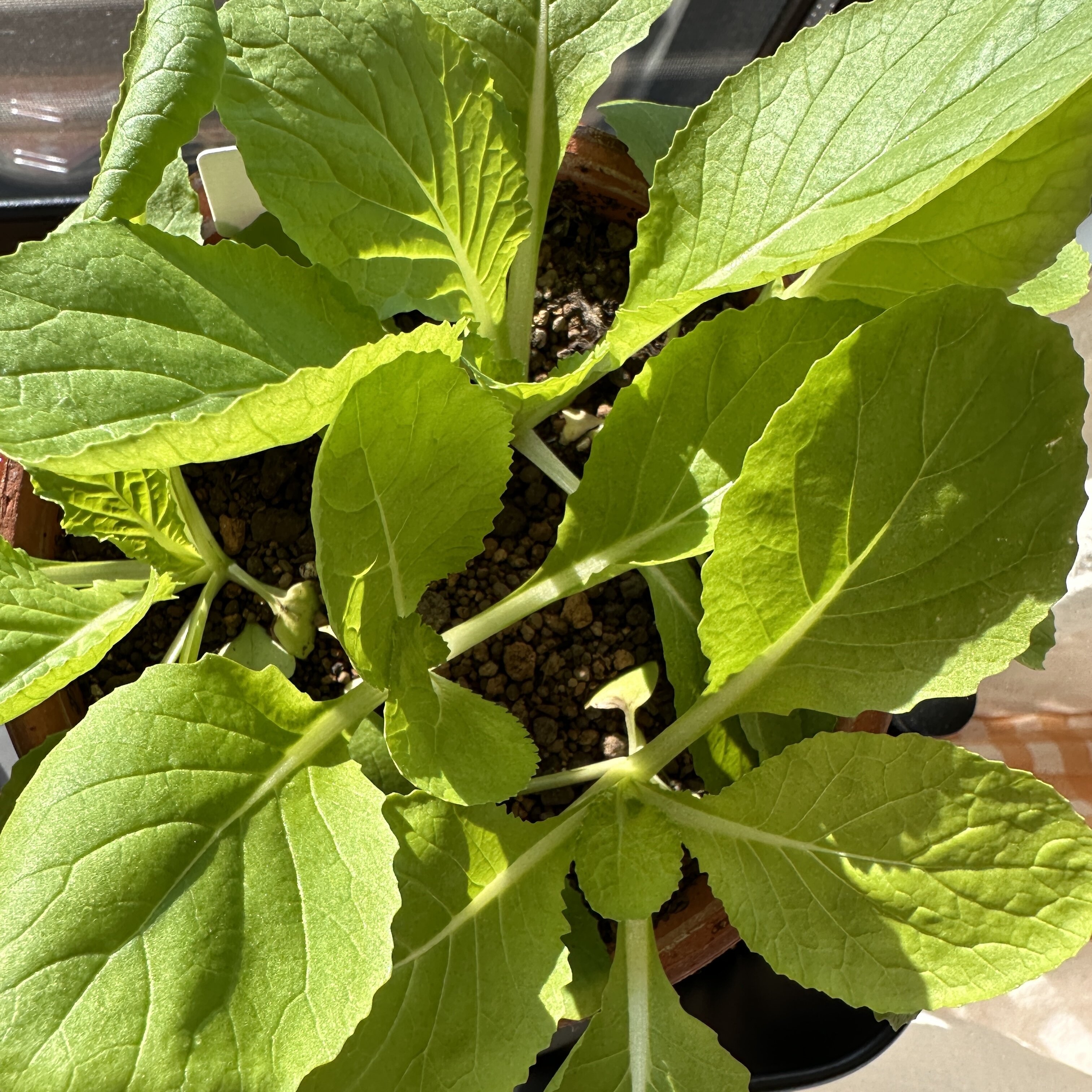 https://www.ige.tohoku.ac.jp/prg/watanabe/as-vegetable2024/2024/11/IMG_9409.jpg