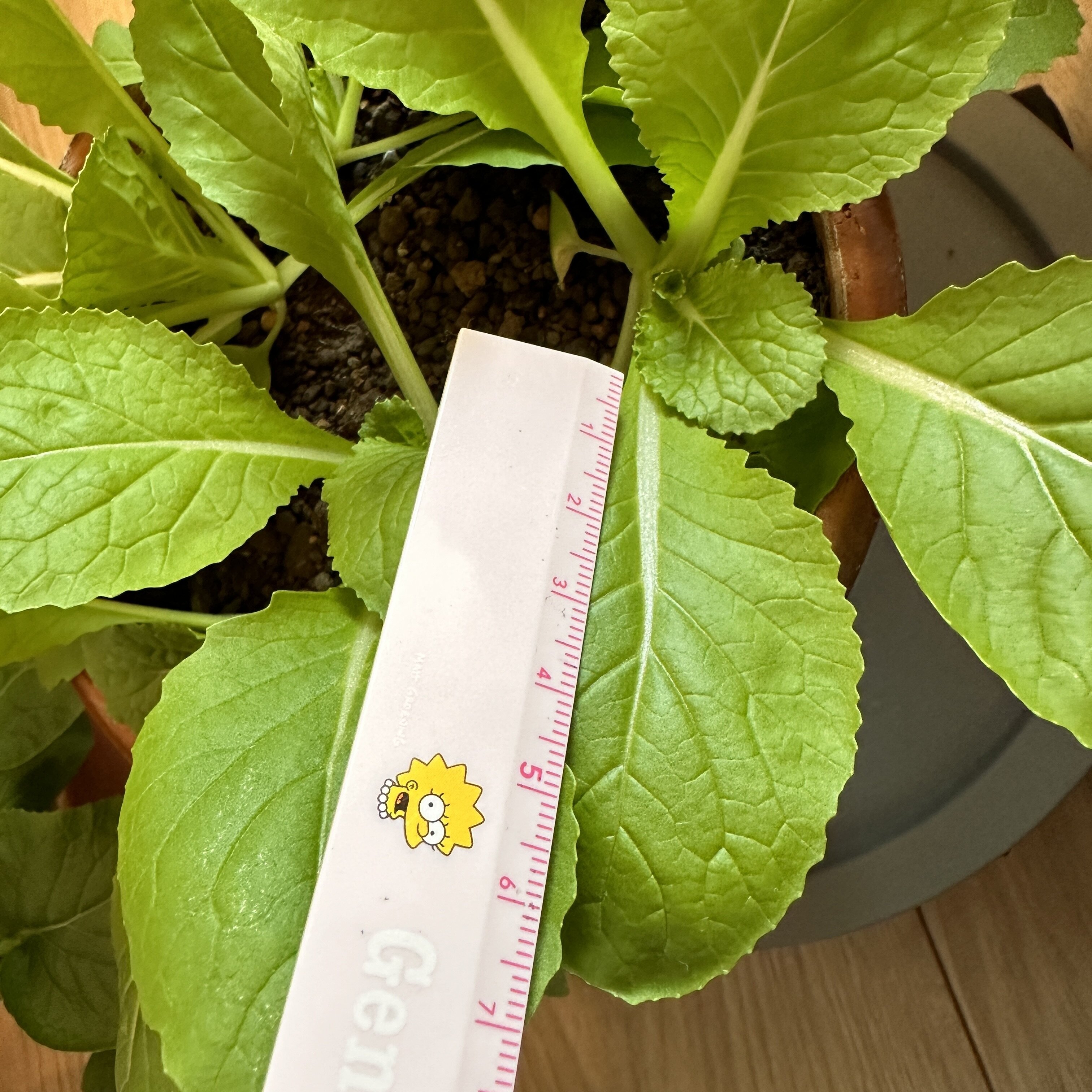 https://www.ige.tohoku.ac.jp/prg/watanabe/as-vegetable2024/2024/11/IMG_9417.jpg