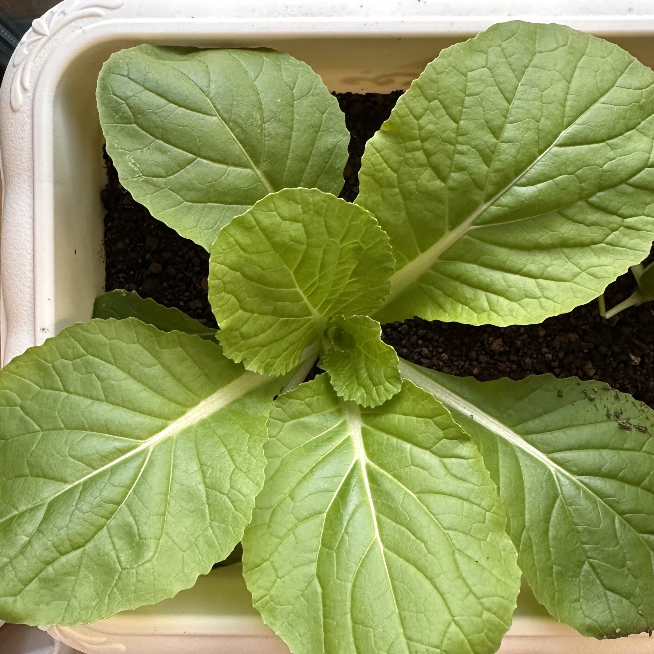 https://www.ige.tohoku.ac.jp/prg/watanabe/as-vegetable2024/2024/11/IMG_9516.jpg