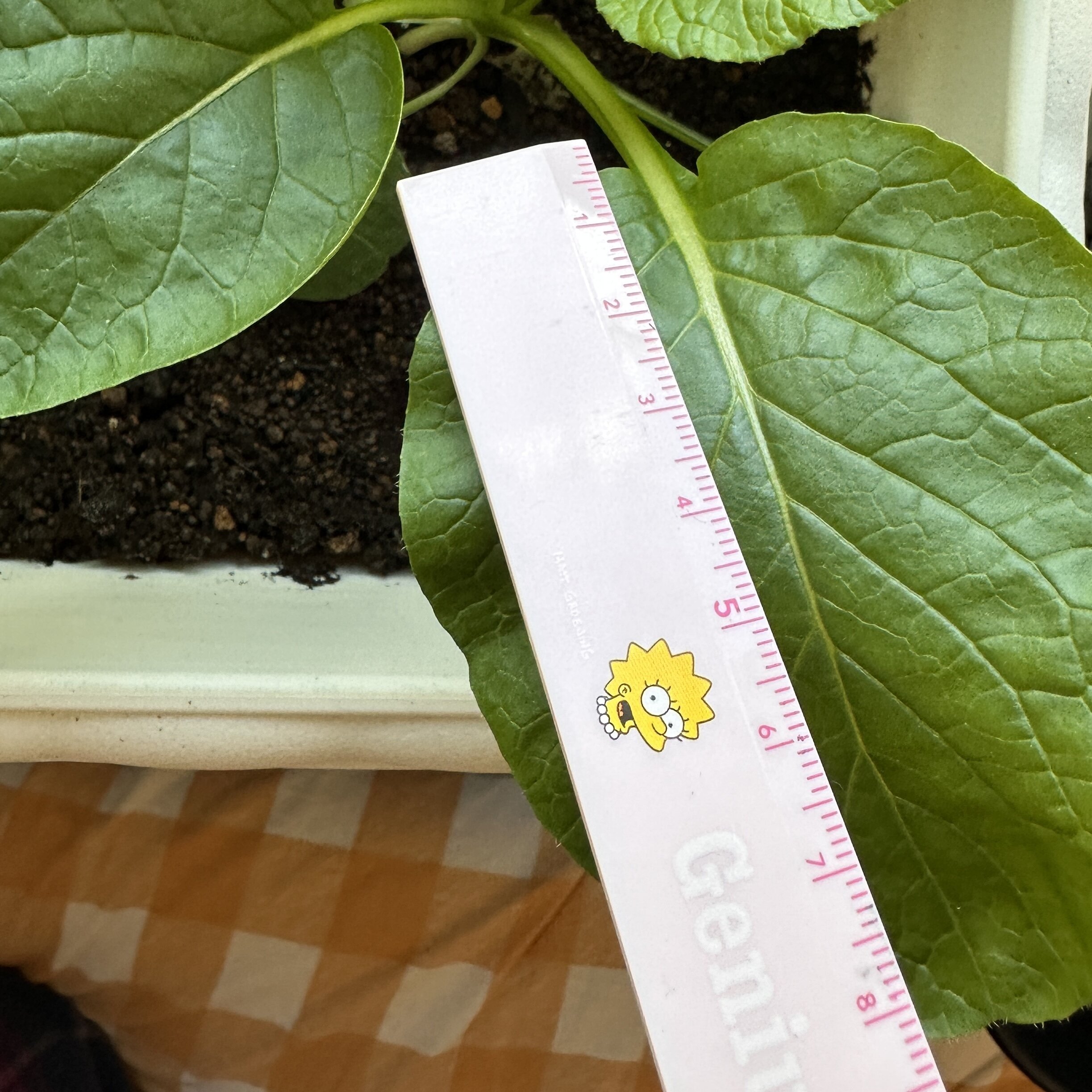 https://www.ige.tohoku.ac.jp/prg/watanabe/as-vegetable2024/2024/11/IMG_9520.jpg