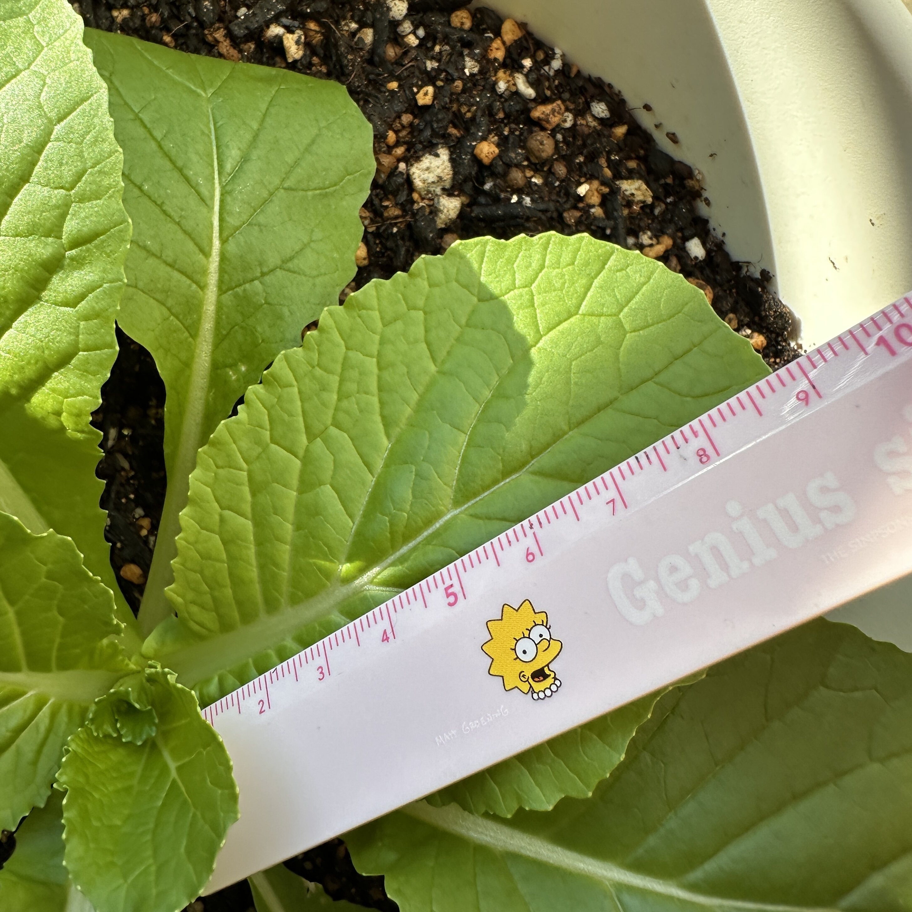 https://www.ige.tohoku.ac.jp/prg/watanabe/as-vegetable2024/2024/11/IMG_9526.jpg