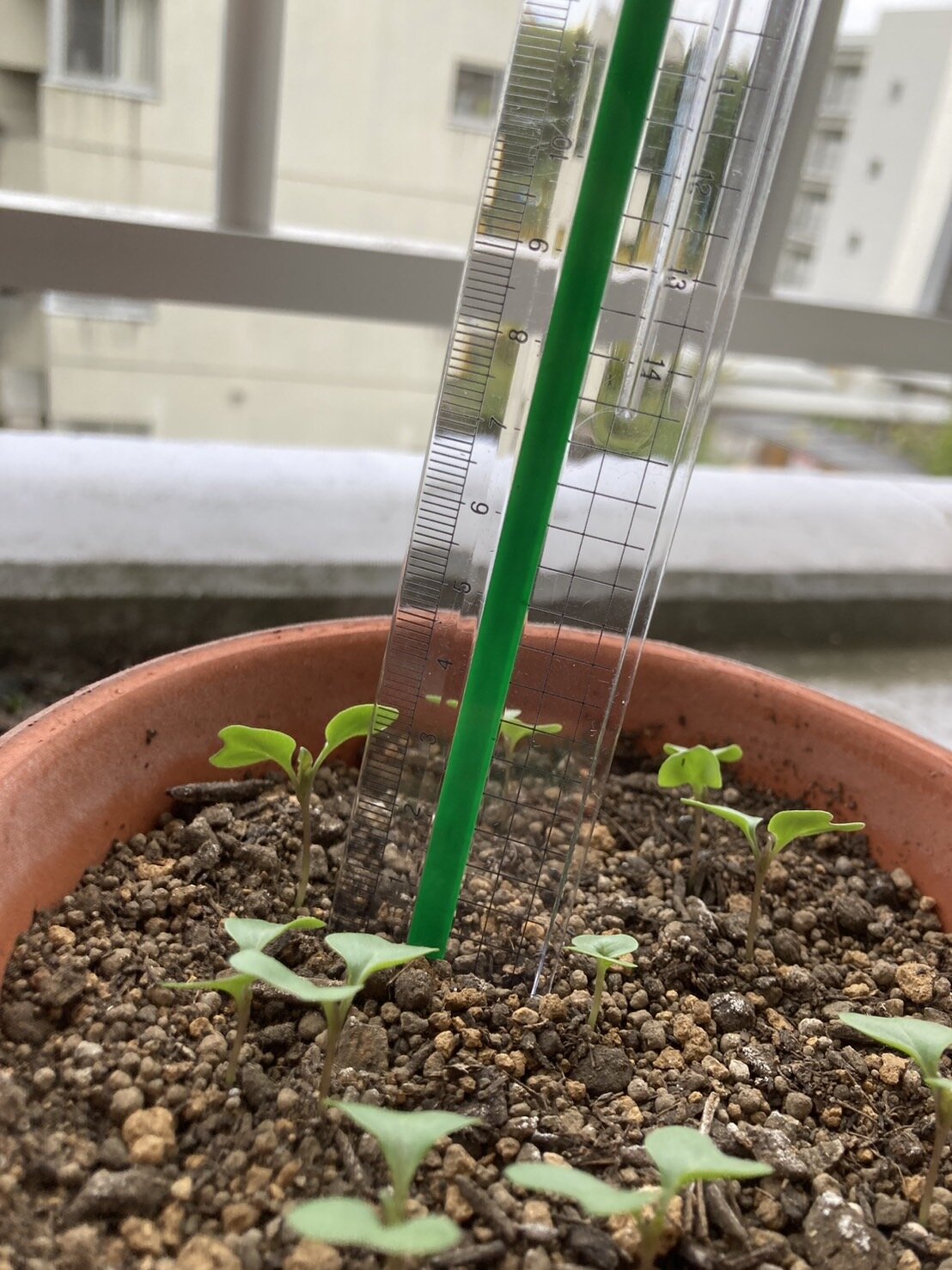 https://www.ige.tohoku.ac.jp/prg/watanabe/as-vegetable2024/2024/11/S__39444494.jpg