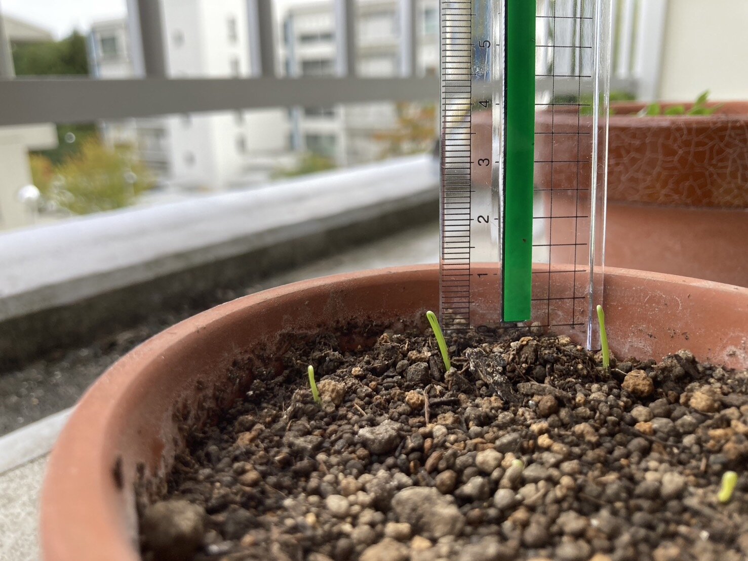 https://www.ige.tohoku.ac.jp/prg/watanabe/as-vegetable2024/2024/11/S__39444498.jpg