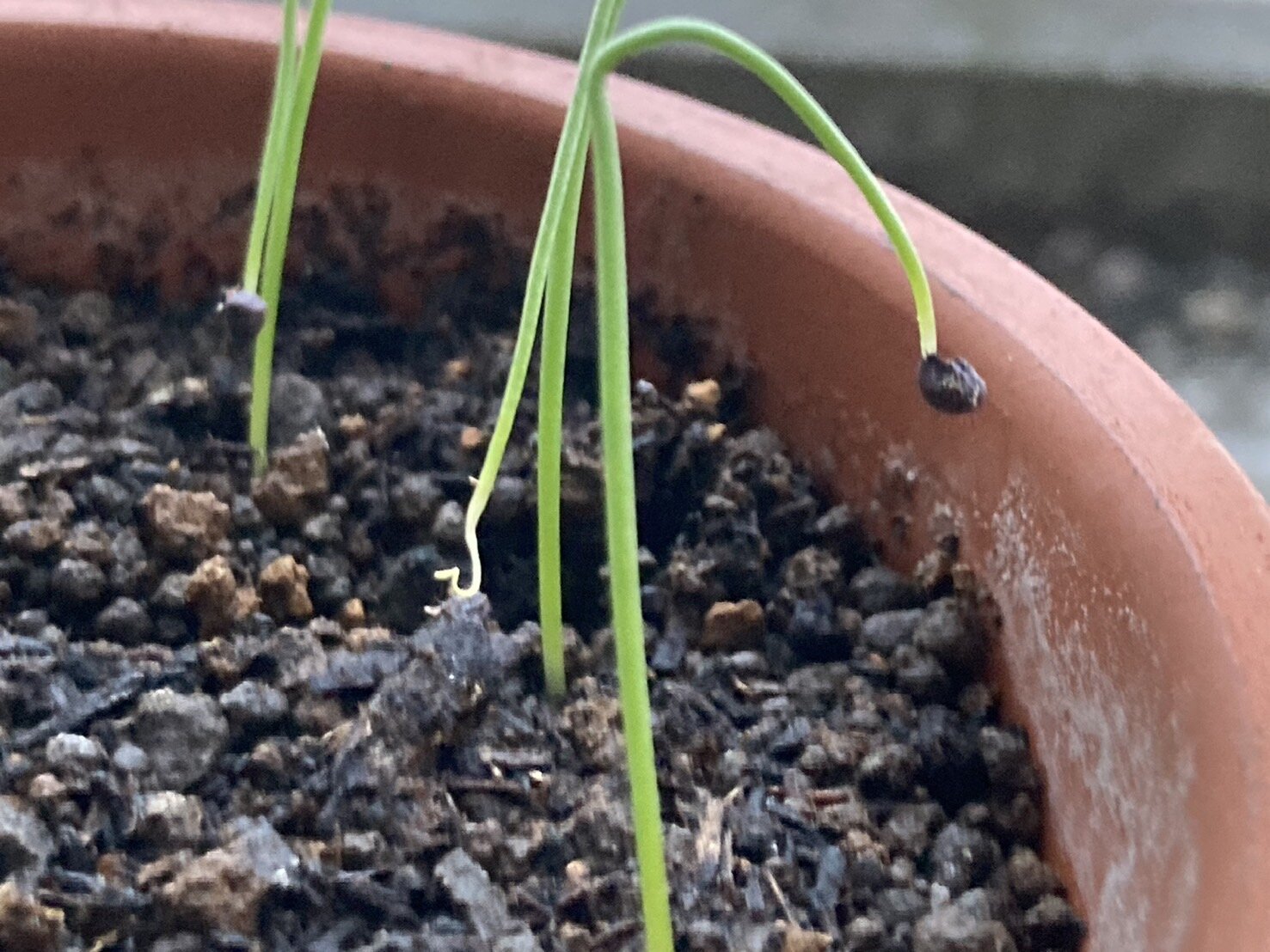 https://www.ige.tohoku.ac.jp/prg/watanabe/as-vegetable2024/2024/11/S__39444509.jpg