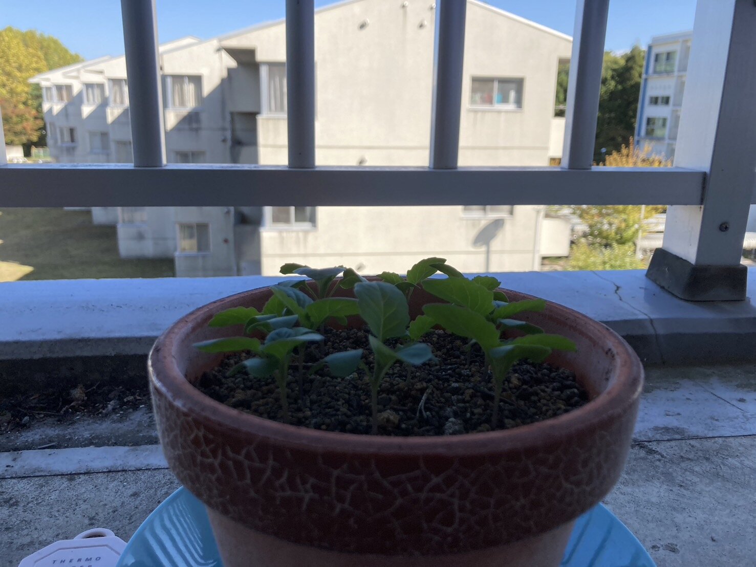 https://www.ige.tohoku.ac.jp/prg/watanabe/as-vegetable2024/2024/11/S__39444515.jpg