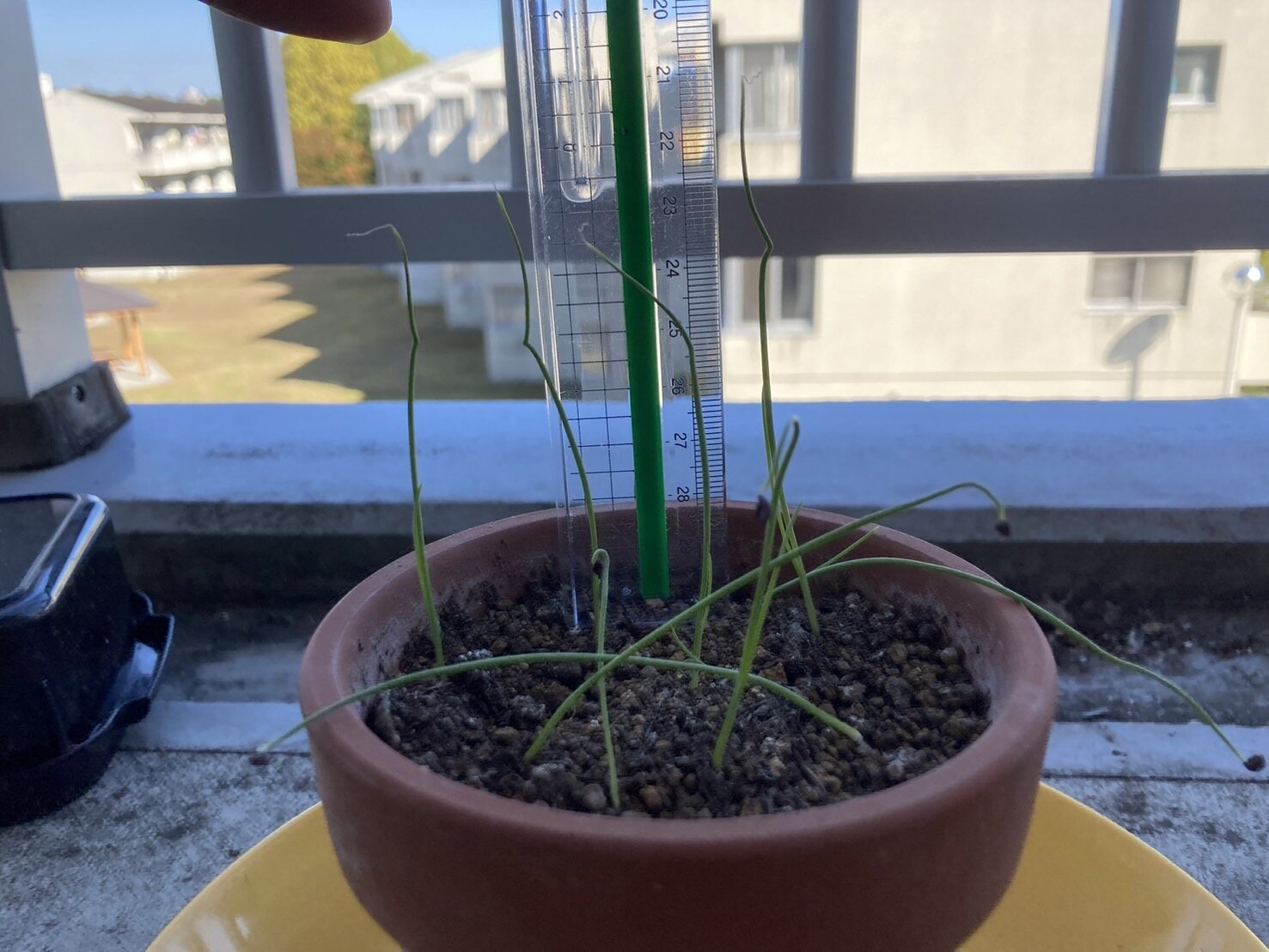 https://www.ige.tohoku.ac.jp/prg/watanabe/as-vegetable2024/2024/11/S__39444517.jpg