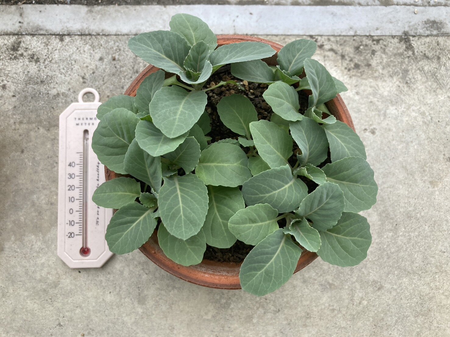 https://www.ige.tohoku.ac.jp/prg/watanabe/as-vegetable2024/2024/11/S__40255498.jpg
