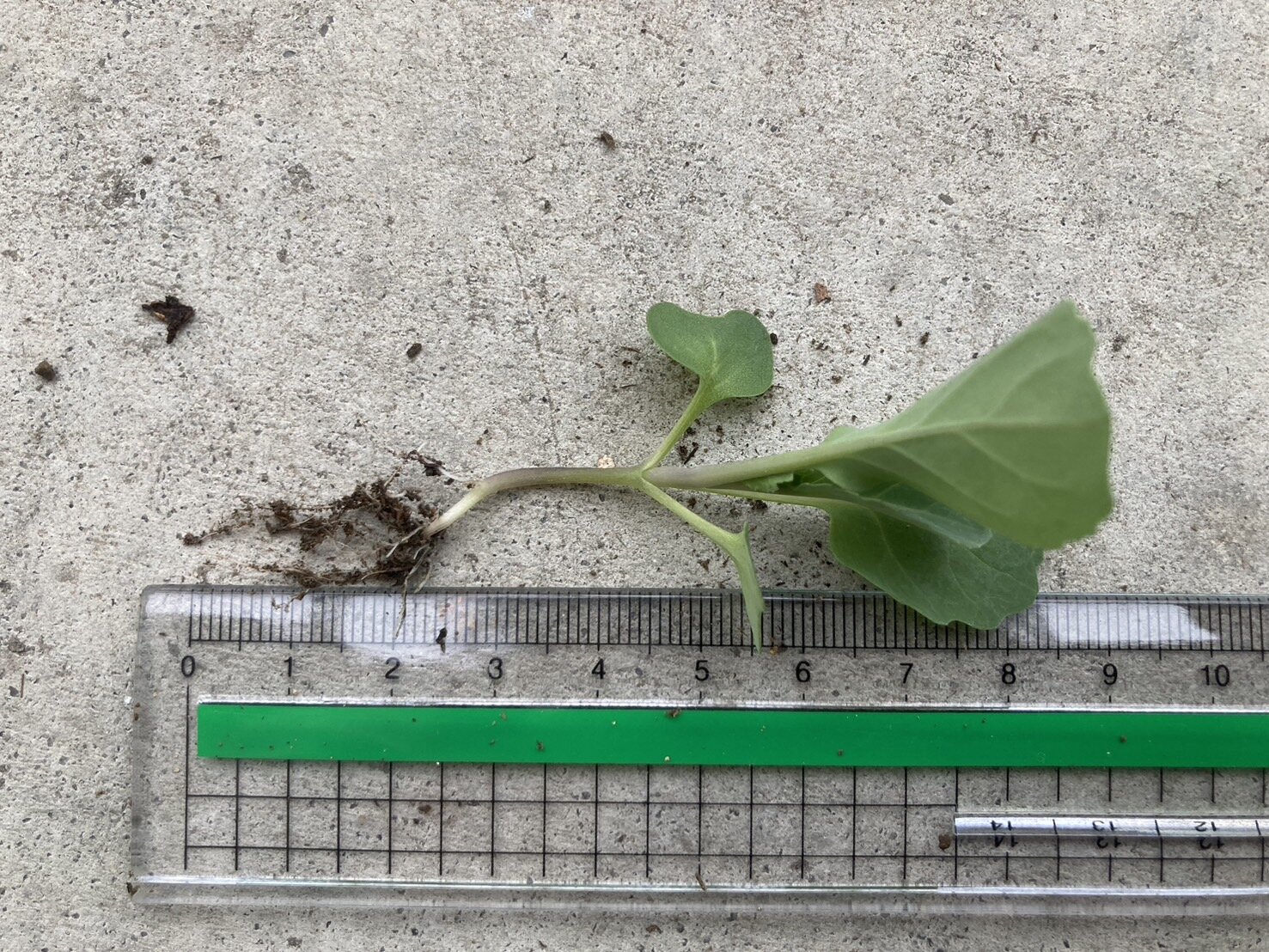https://www.ige.tohoku.ac.jp/prg/watanabe/as-vegetable2024/2024/11/S__40255499.jpg