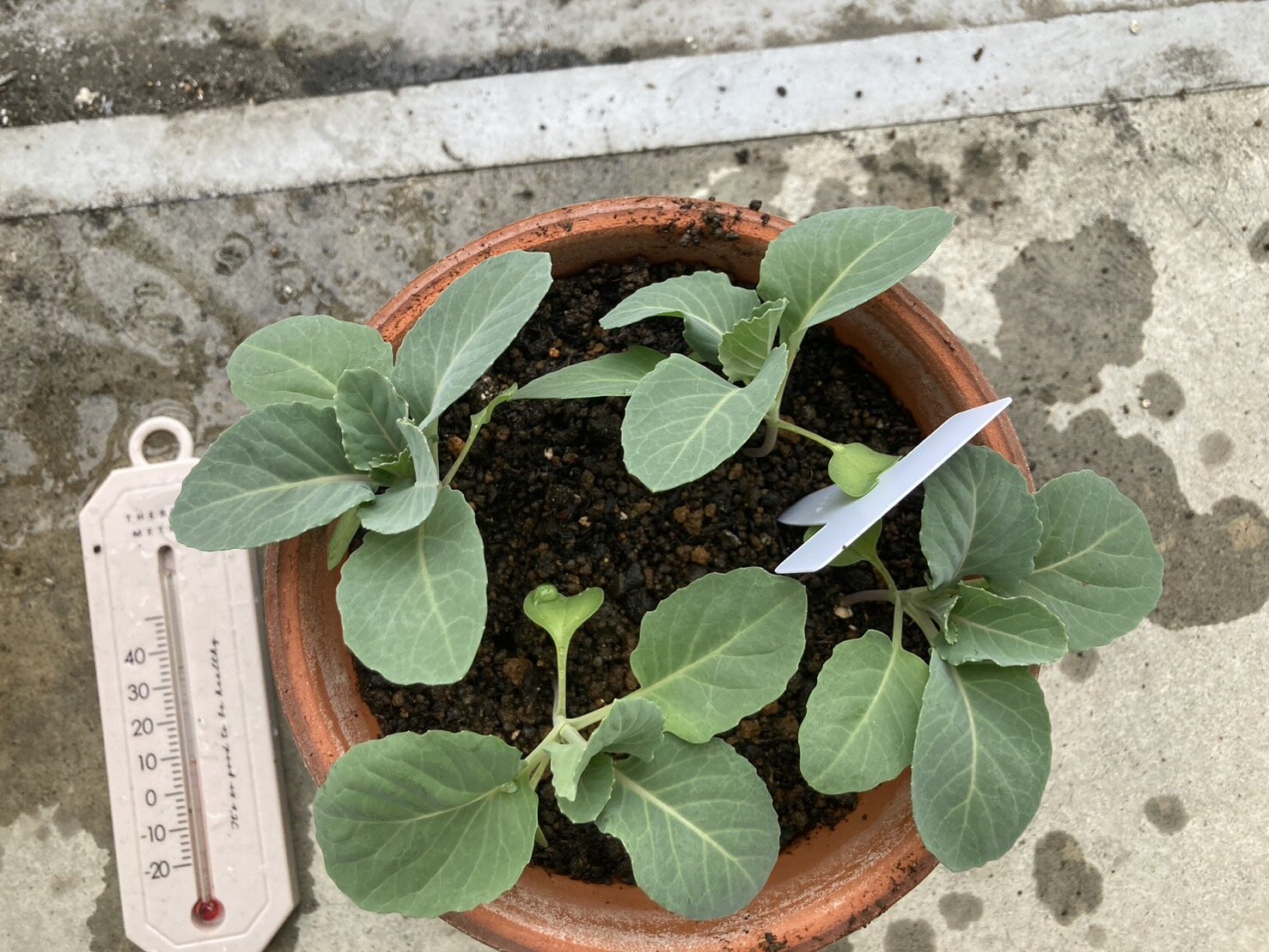 https://www.ige.tohoku.ac.jp/prg/watanabe/as-vegetable2024/2024/11/S__40255502.jpg