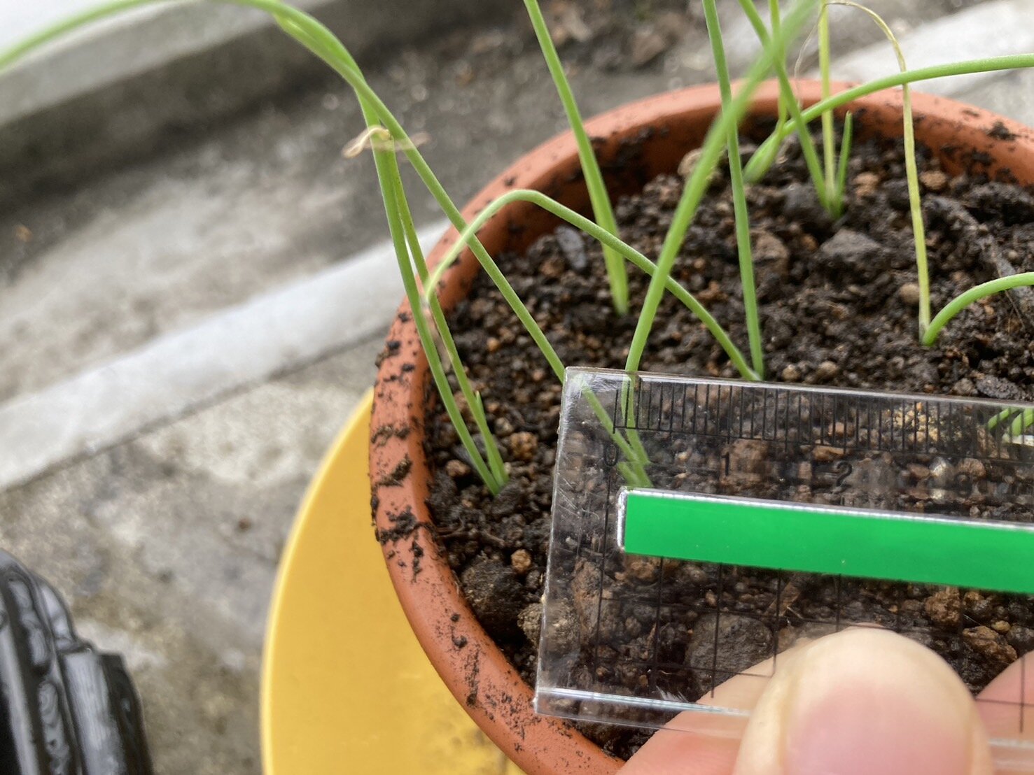 https://www.ige.tohoku.ac.jp/prg/watanabe/as-vegetable2024/2024/11/S__40255511.jpg