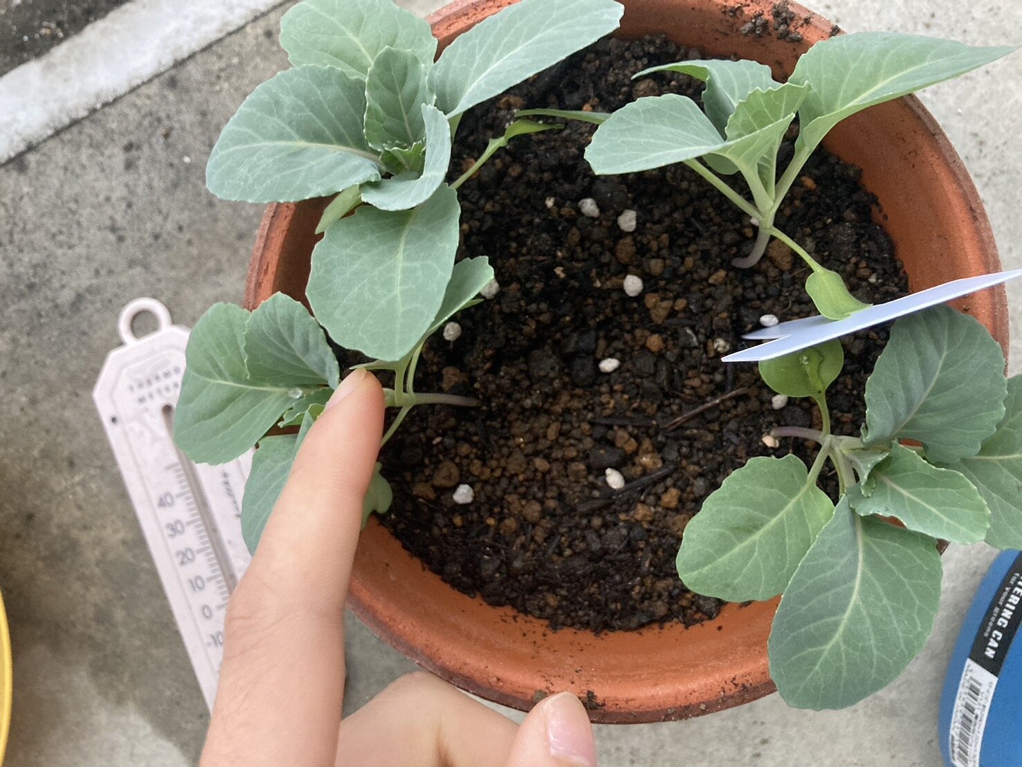 https://www.ige.tohoku.ac.jp/prg/watanabe/as-vegetable2024/2024/11/S__40255517.jpg