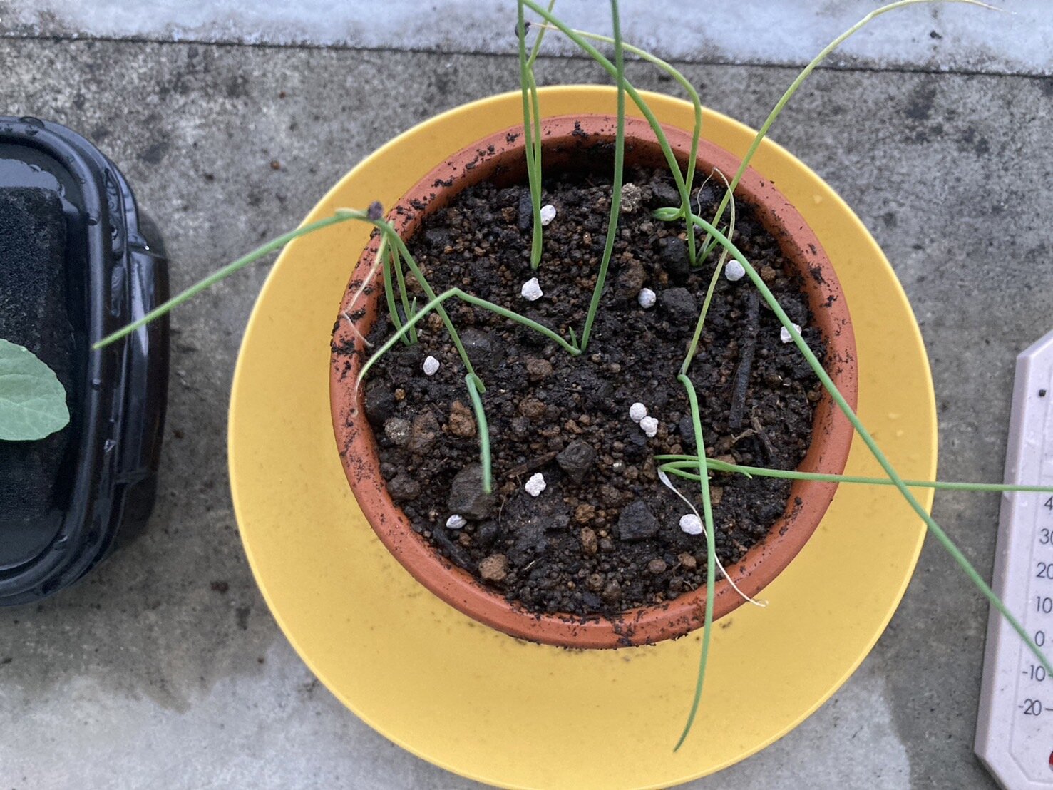 https://www.ige.tohoku.ac.jp/prg/watanabe/as-vegetable2024/2024/11/S__40255520.jpg