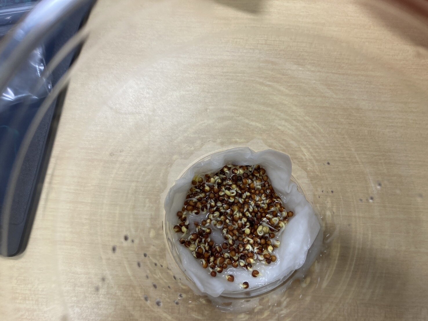 https://www.ige.tohoku.ac.jp/prg/watanabe/as-vegetable2024/2024/11/S__40509451.jpg