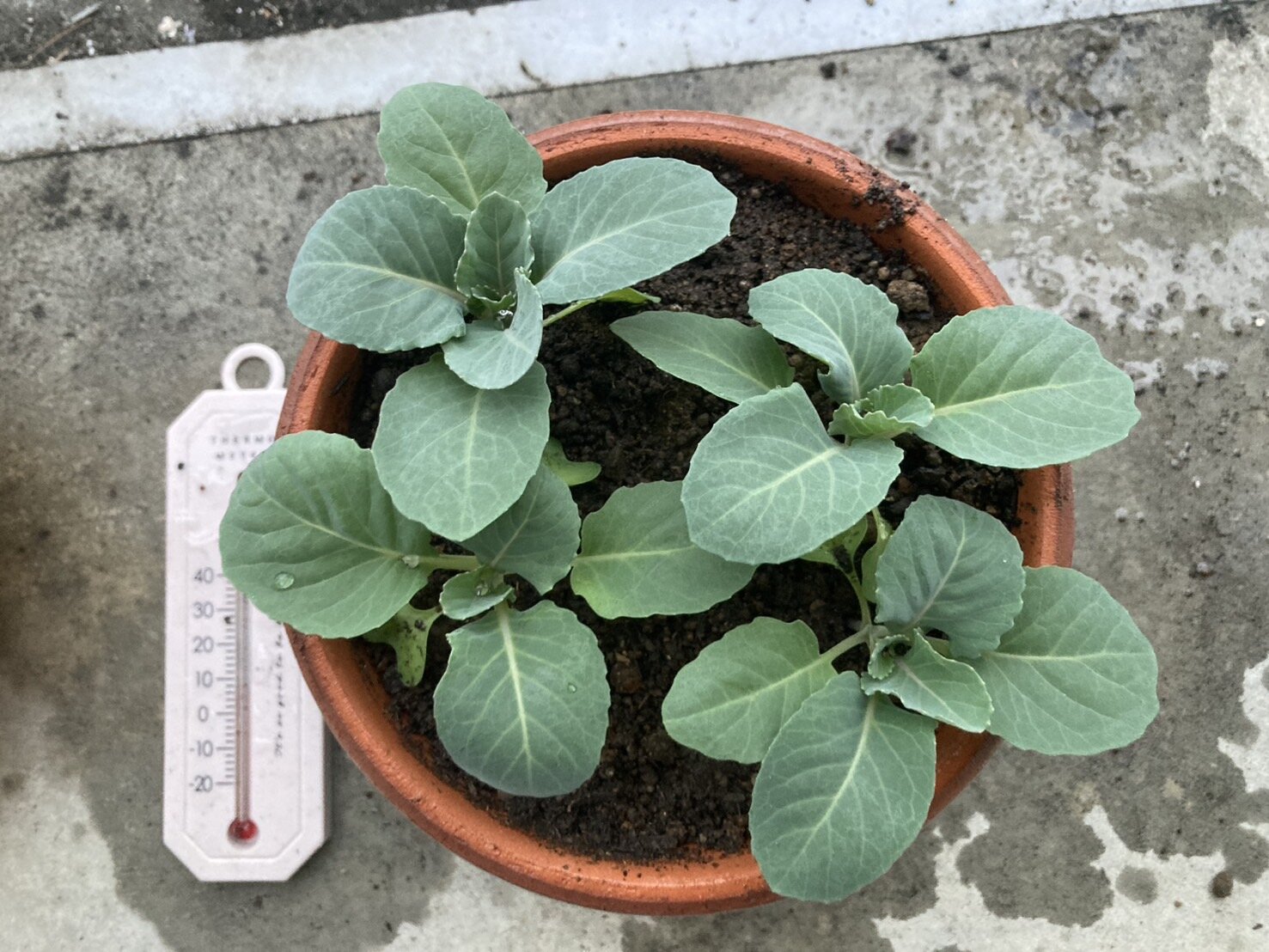 https://www.ige.tohoku.ac.jp/prg/watanabe/as-vegetable2024/2024/11/S__40583179.jpg