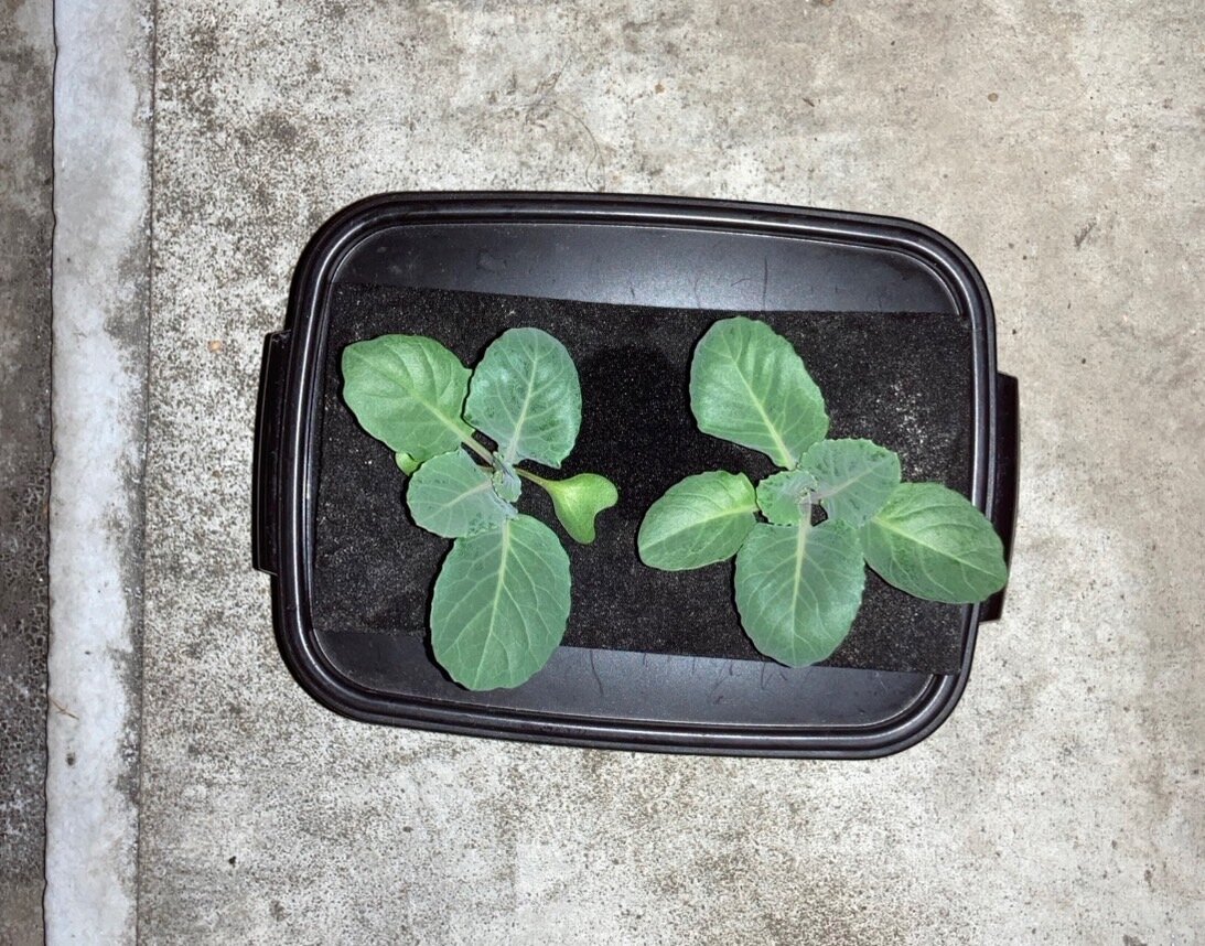 https://www.ige.tohoku.ac.jp/prg/watanabe/as-vegetable2024/2024/11/S__40583183.jpg