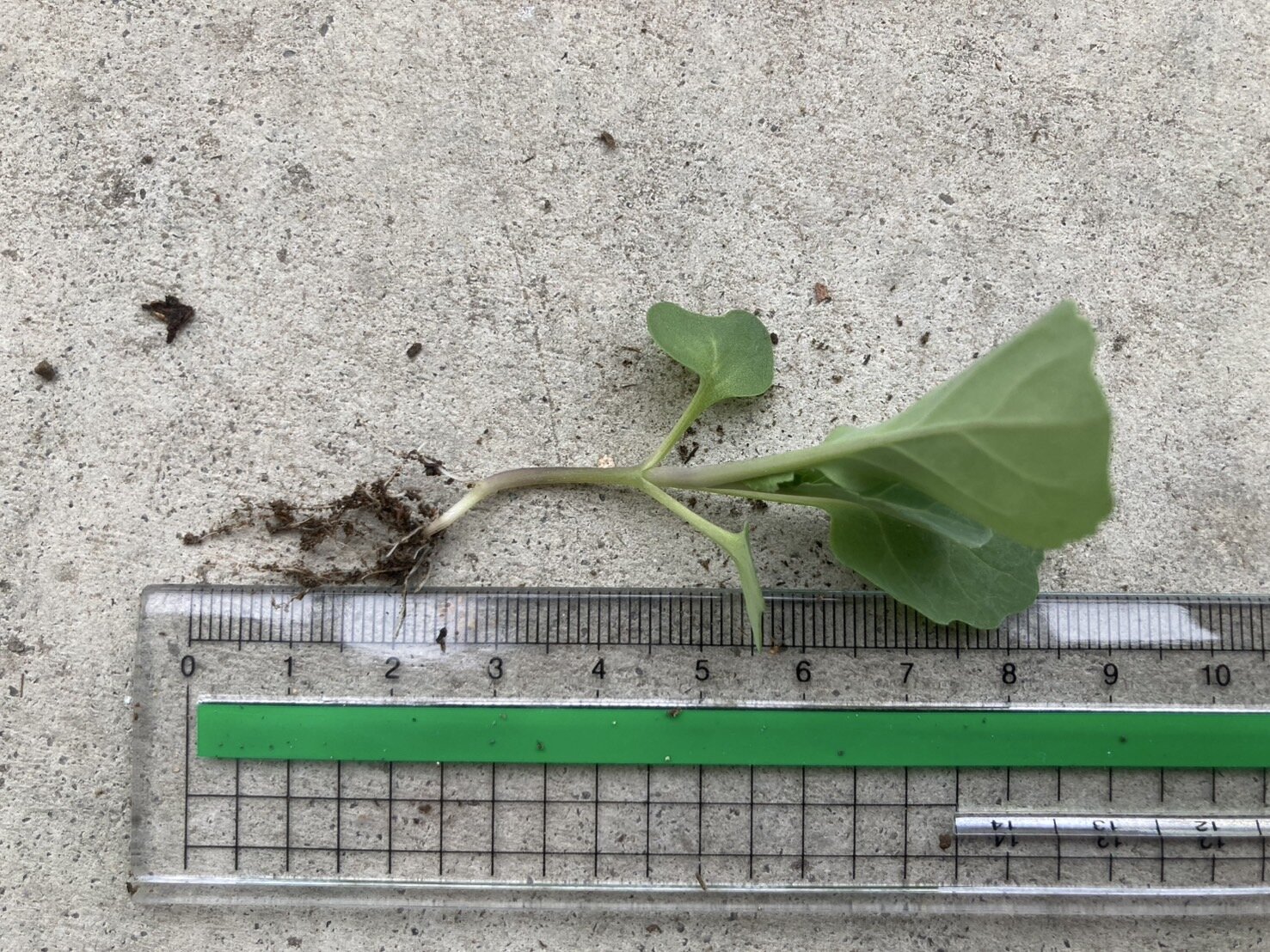 https://www.ige.tohoku.ac.jp/prg/watanabe/as-vegetable2024/2024/11/S__40583185.jpg