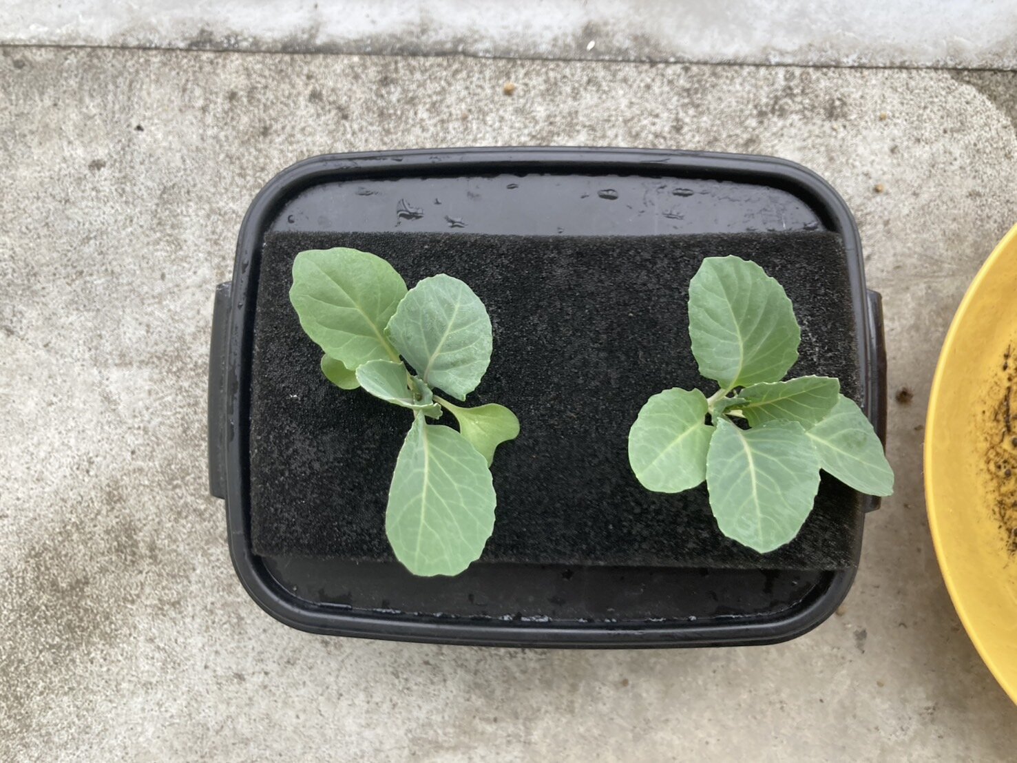 https://www.ige.tohoku.ac.jp/prg/watanabe/as-vegetable2024/2024/11/S__40583189.jpg