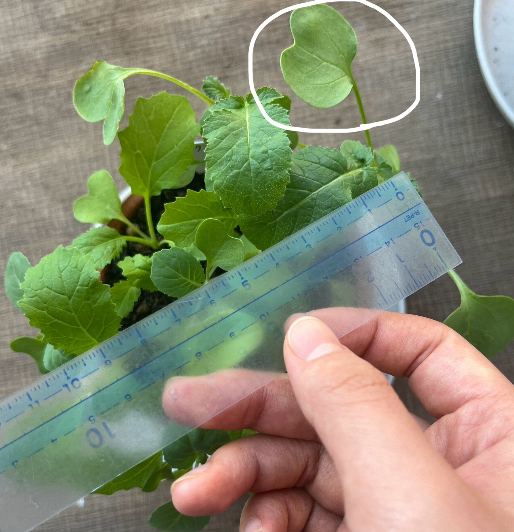 https://www.ige.tohoku.ac.jp/prg/watanabe/as-vegetable2024/2024/11/a3c30d91b7e70957733f700ebae3c85053594f46.jpg