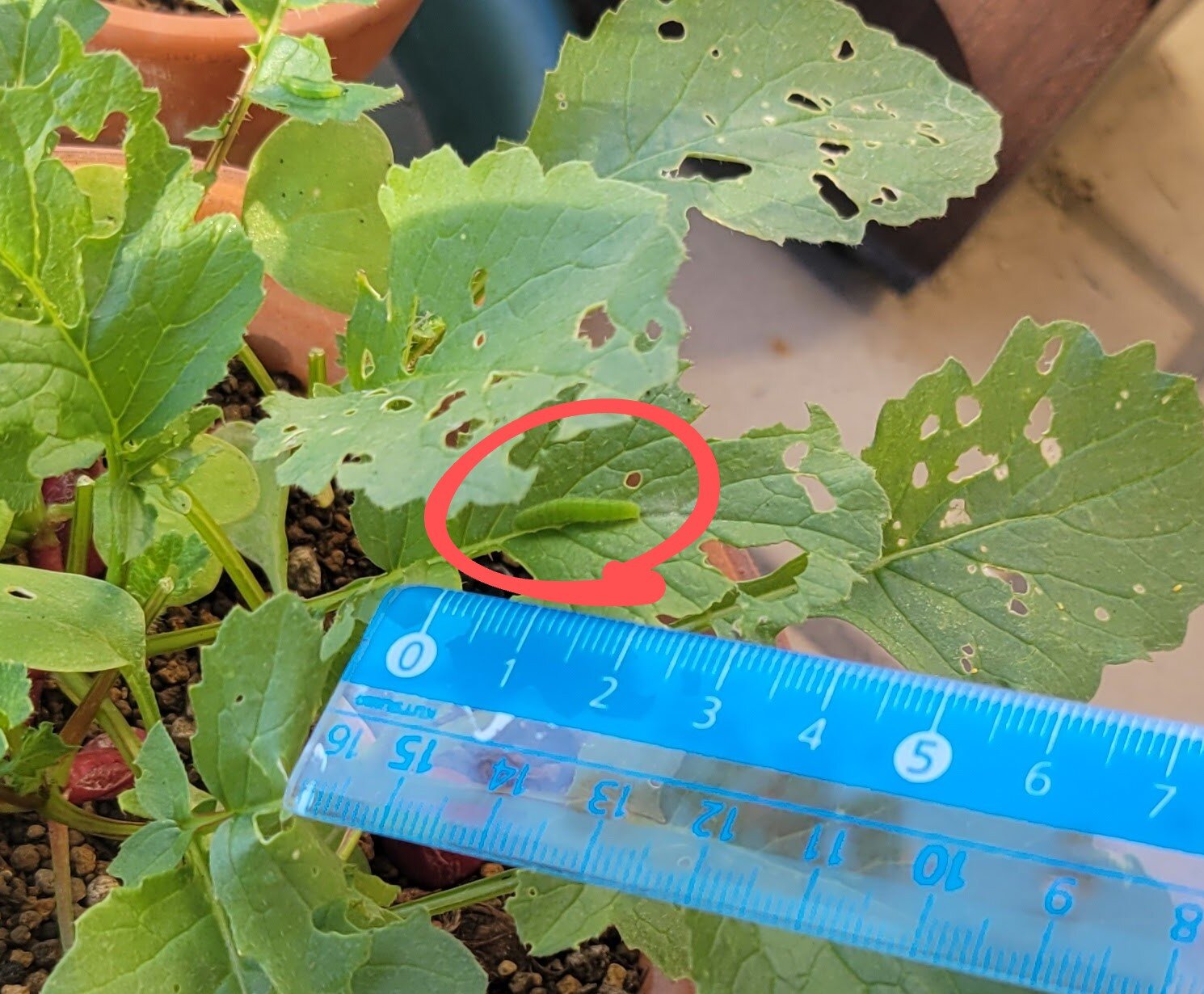 https://www.ige.tohoku.ac.jp/prg/watanabe/as-vegetable2024/2024/11/b21c0230324424ffa9040d985b301eb9563e01d3.jpg
