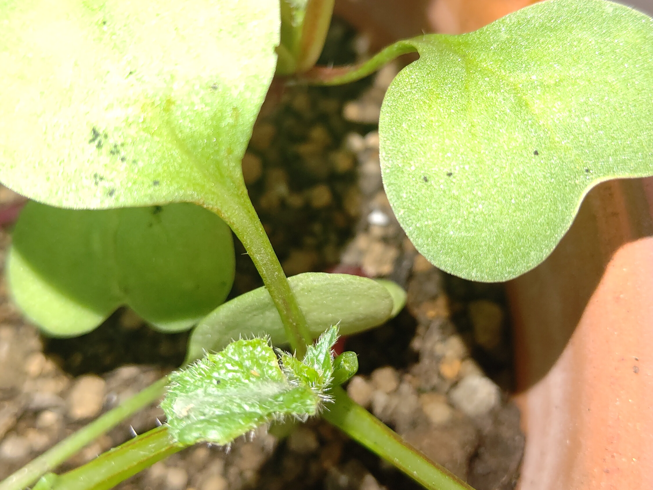 https://www.ige.tohoku.ac.jp/prg/watanabe/as-vegetable2024/2024/11/bfd96277e083b78989de2087115dacf52c5afd6d.JPG