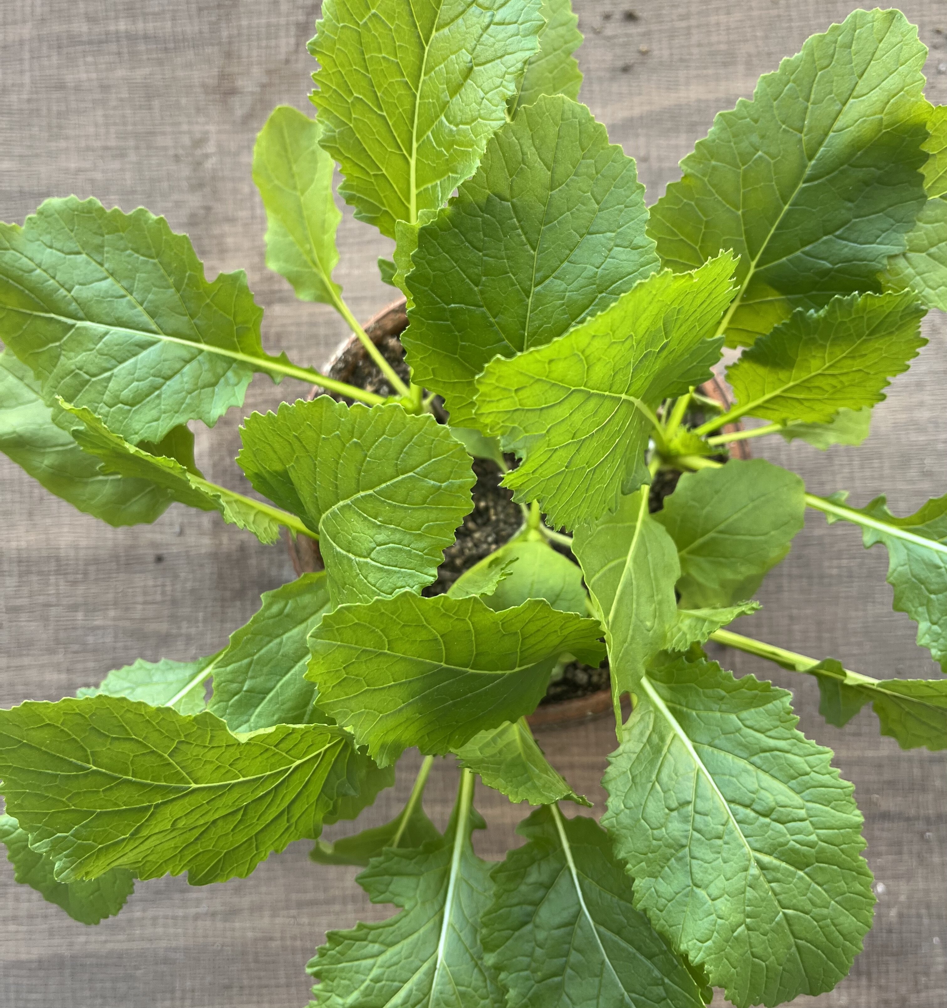 https://www.ige.tohoku.ac.jp/prg/watanabe/as-vegetable2024/2024/11/dcadfad4afb7ffbf63430bd8e332b72f33a5843d.jpg