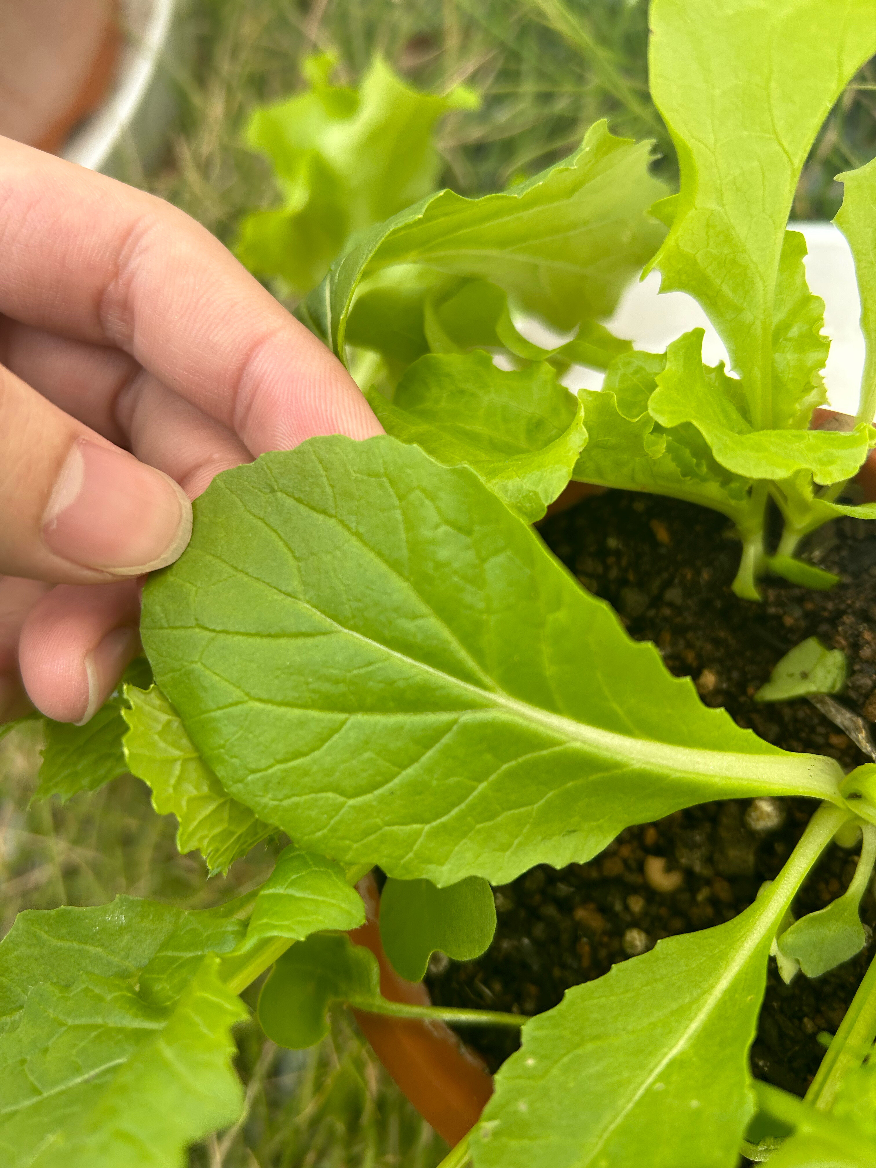 https://www.ige.tohoku.ac.jp/prg/watanabe/as-vegetable2024/2024/11/df9d2f19eba2868d0ca9eafd171d6f6a64194d92.JPG