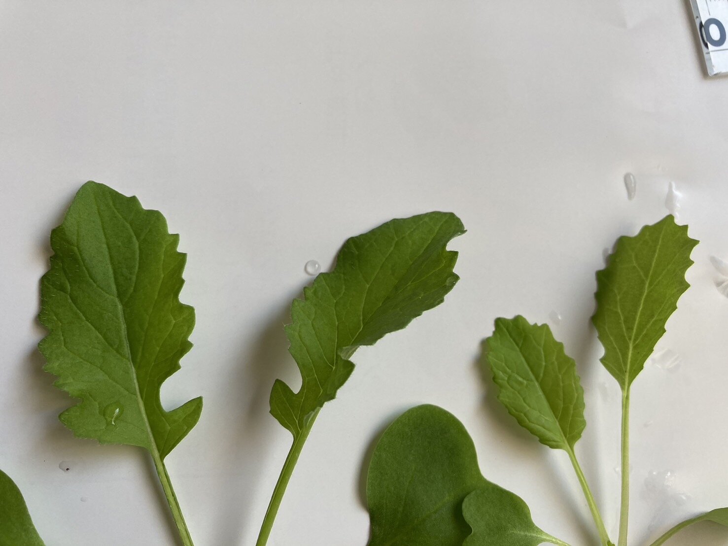 https://www.ige.tohoku.ac.jp/prg/watanabe/as-vegetable2024/2024/11/e249543a11407022196561ad172411903d5e76a7.jpg