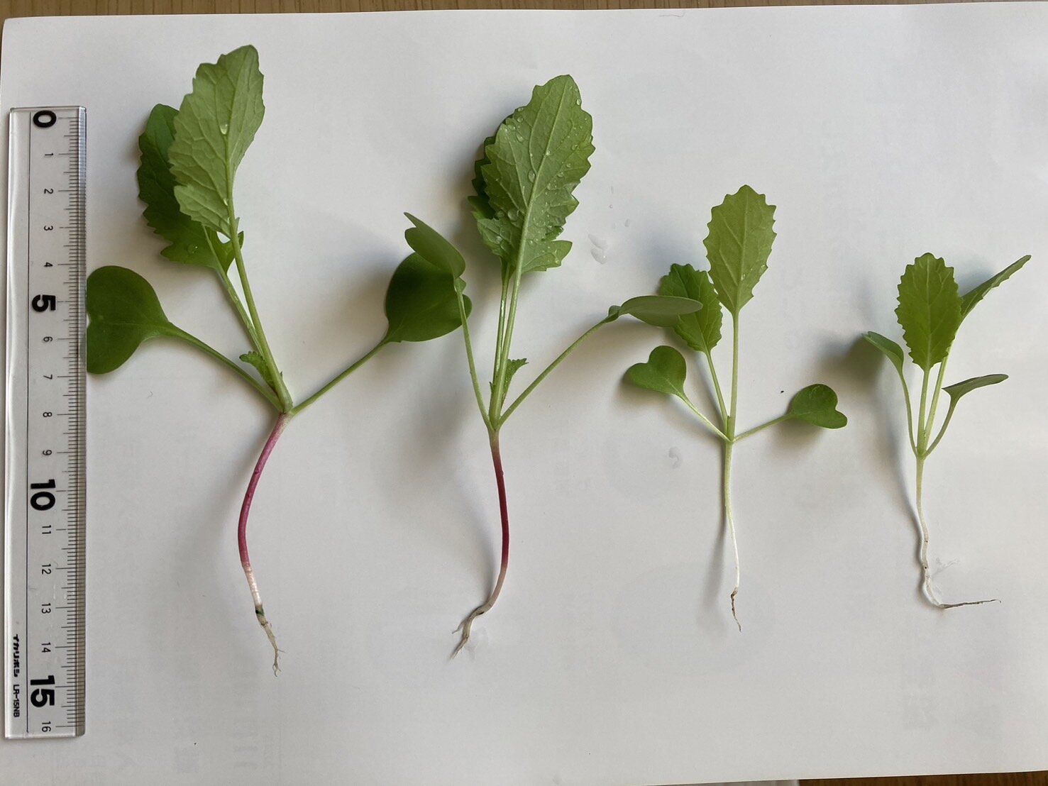 https://www.ige.tohoku.ac.jp/prg/watanabe/as-vegetable2024/2024/11/f1b0a043f41e969d8d45ca632565011b49e177df.jpg