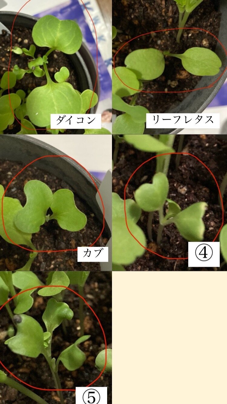 https://www.ige.tohoku.ac.jp/prg/watanabe/as-vegetable2024/2024/11/mikikusu.jpg