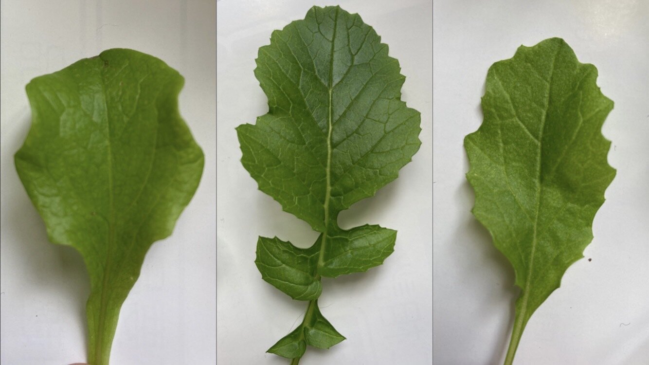 https://www.ige.tohoku.ac.jp/prg/watanabe/as-vegetable2024/2024/12/0ab424fd5a8afe6488a215d9f155769daa09002d.jpg
