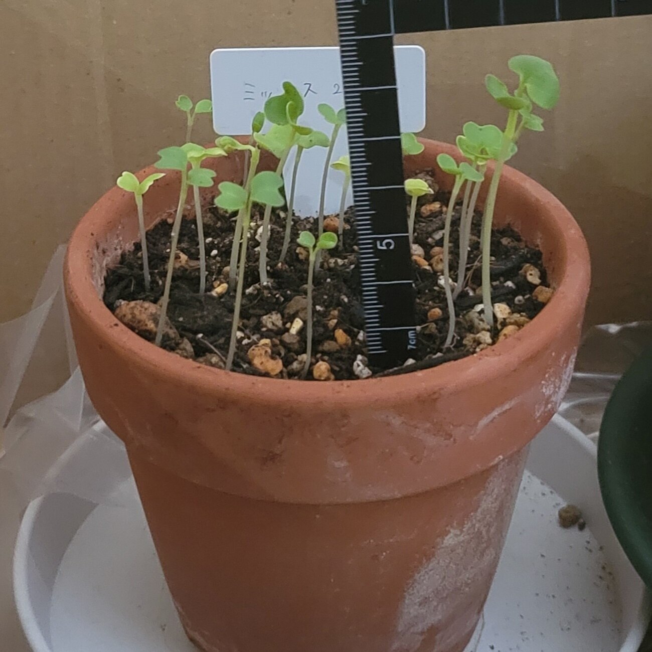 https://www.ige.tohoku.ac.jp/prg/watanabe/as-vegetable2024/2024/12/13b1cfe33abf5fa926f799b60f3b4e01b7038824.jpg
