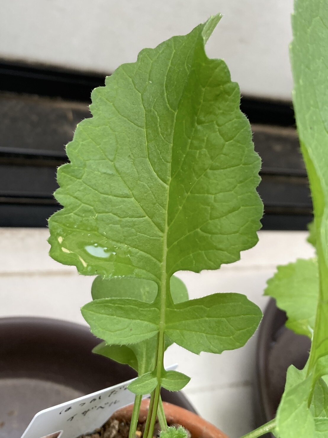 https://www.ige.tohoku.ac.jp/prg/watanabe/as-vegetable2024/2024/12/19ad27e9882cb99f2e7f49e3e248ad5c5f9c5ca2.jpg