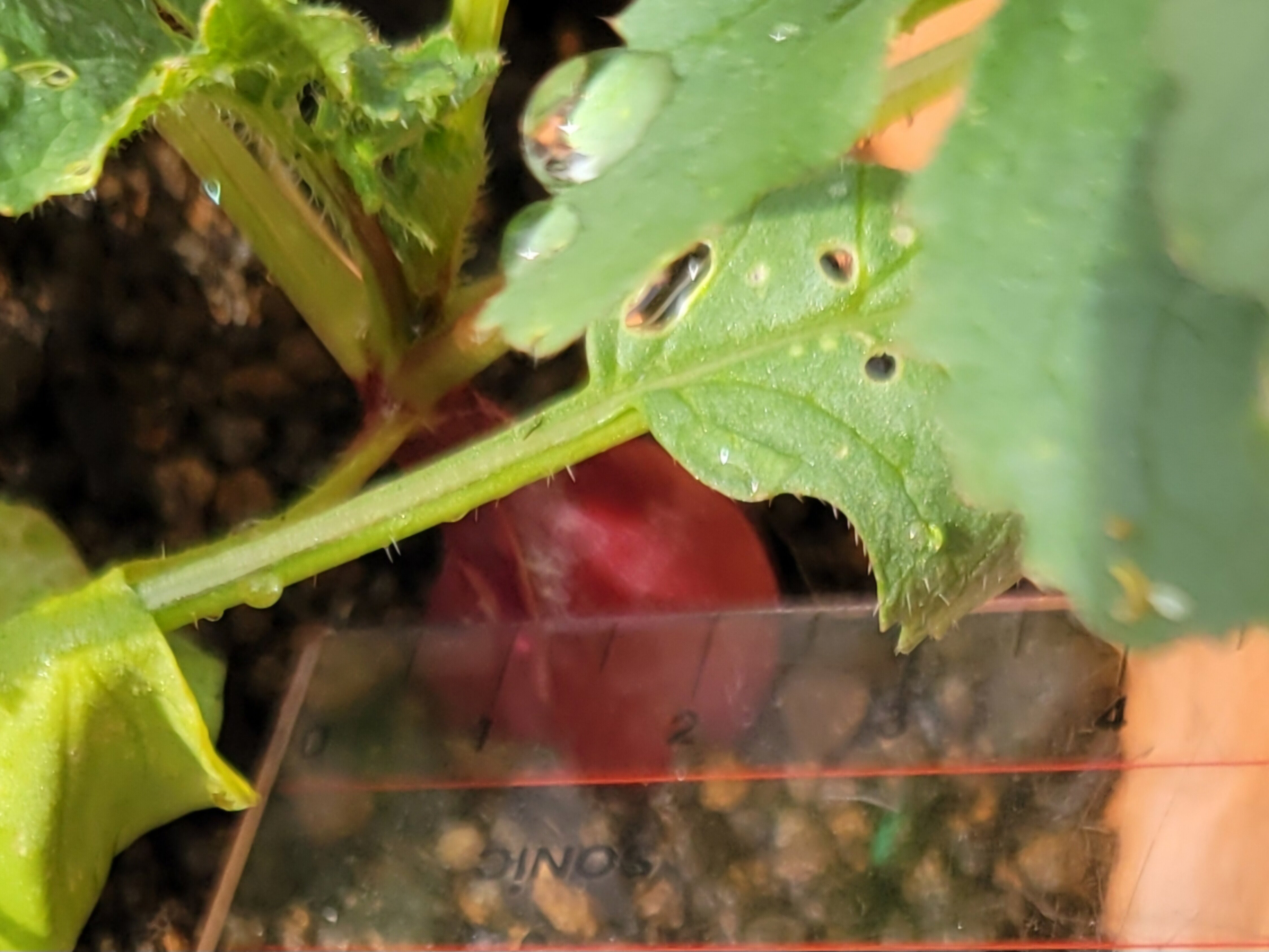https://www.ige.tohoku.ac.jp/prg/watanabe/as-vegetable2024/2024/12/20241116_094411%20%281%29.jpg