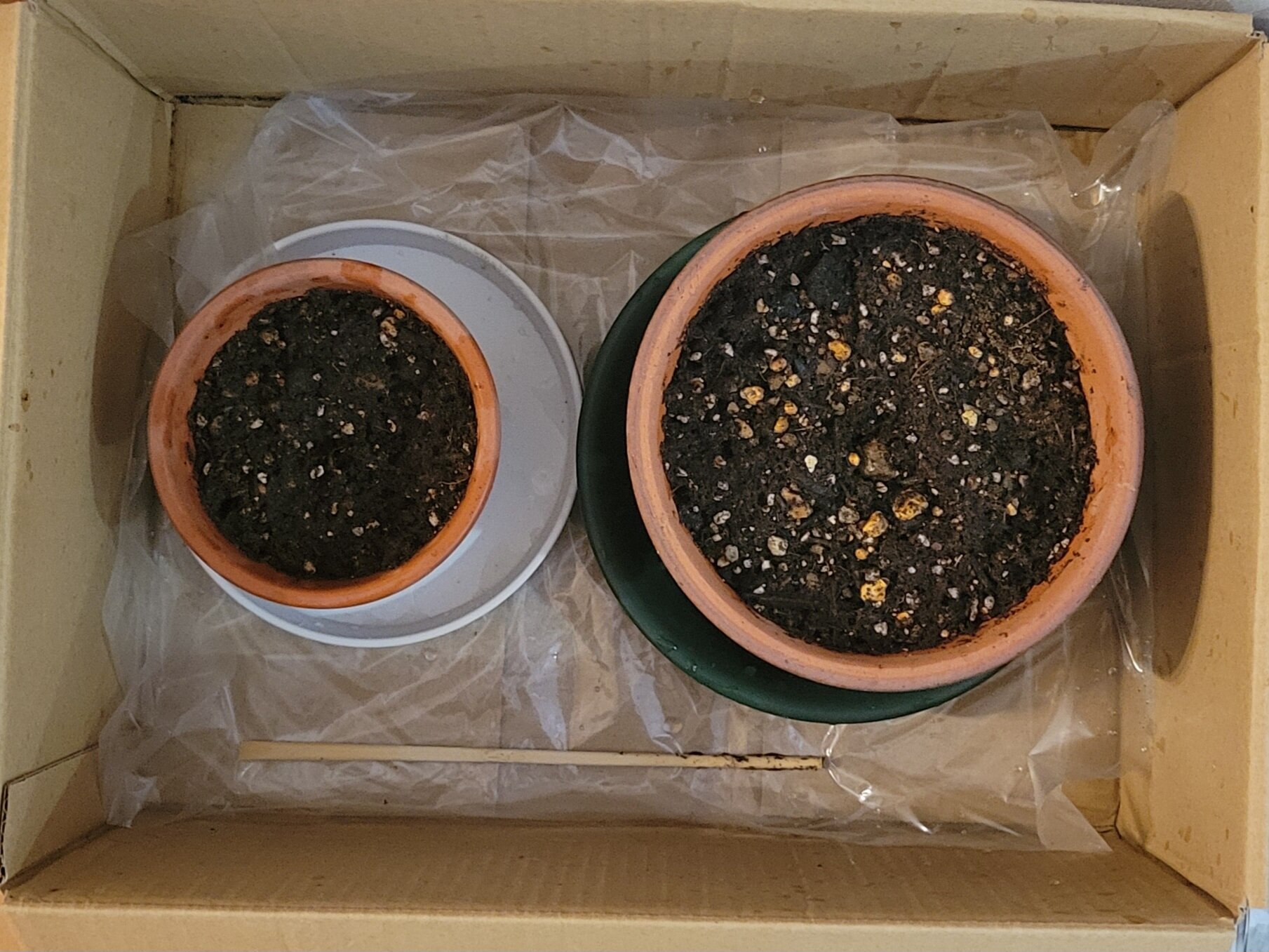 https://www.ige.tohoku.ac.jp/prg/watanabe/as-vegetable2024/2024/12/20241130_144113.jpg