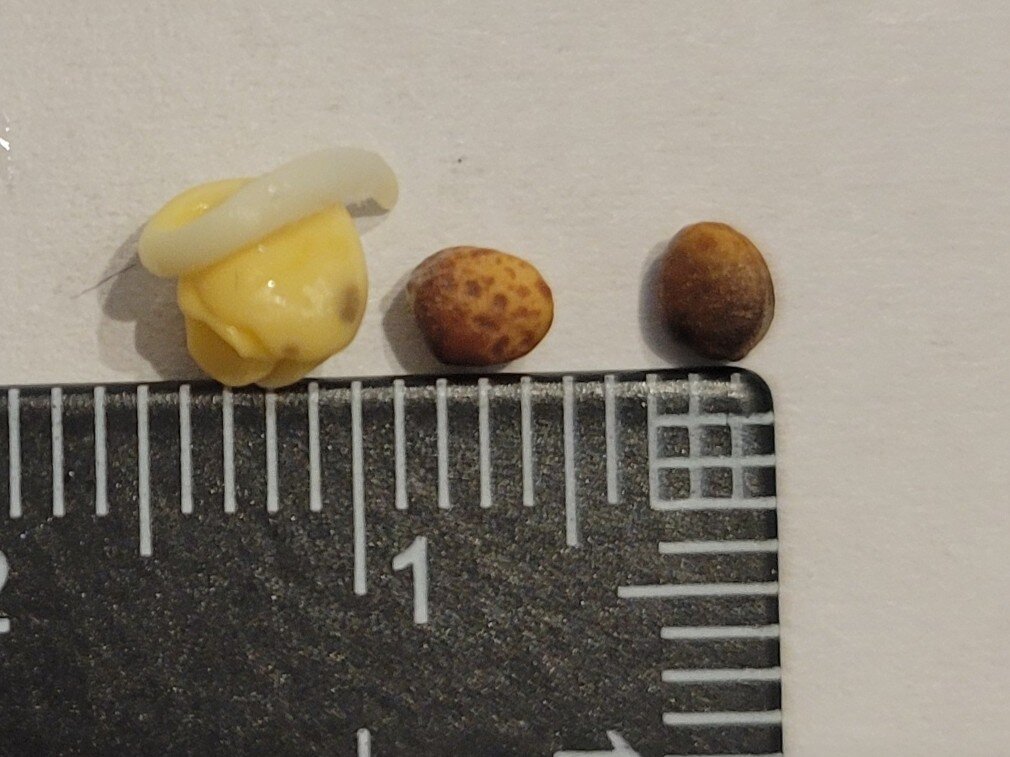 https://www.ige.tohoku.ac.jp/prg/watanabe/as-vegetable2024/2024/12/20241201_100714.jpg